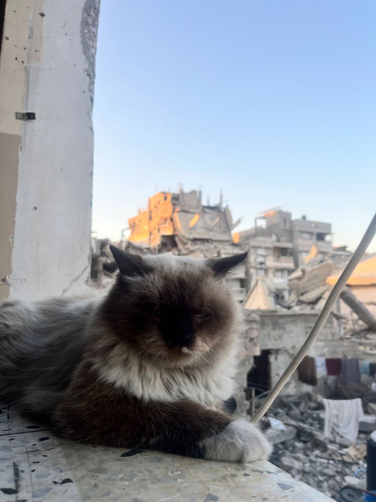 Mohammed in Gaza 🇵🇸 (@mo7medjbour) tweeted, "GOOD MORNING، I'll be taking Leo to the vet today to check his condition & treat him, please pray for him 🙏": imagine trying to take care of a cat in the midst of #ApartheidIsrael's #GazaGenocide & on #Caturday, think of the cats of Gaza & their human companions & the $3.8 billion a year in US taxes + $25 billion in new funding #GenocideJoeBiden & #KamalaHarris are supplying #ApartheidIsrael with to pursue the genocide~!