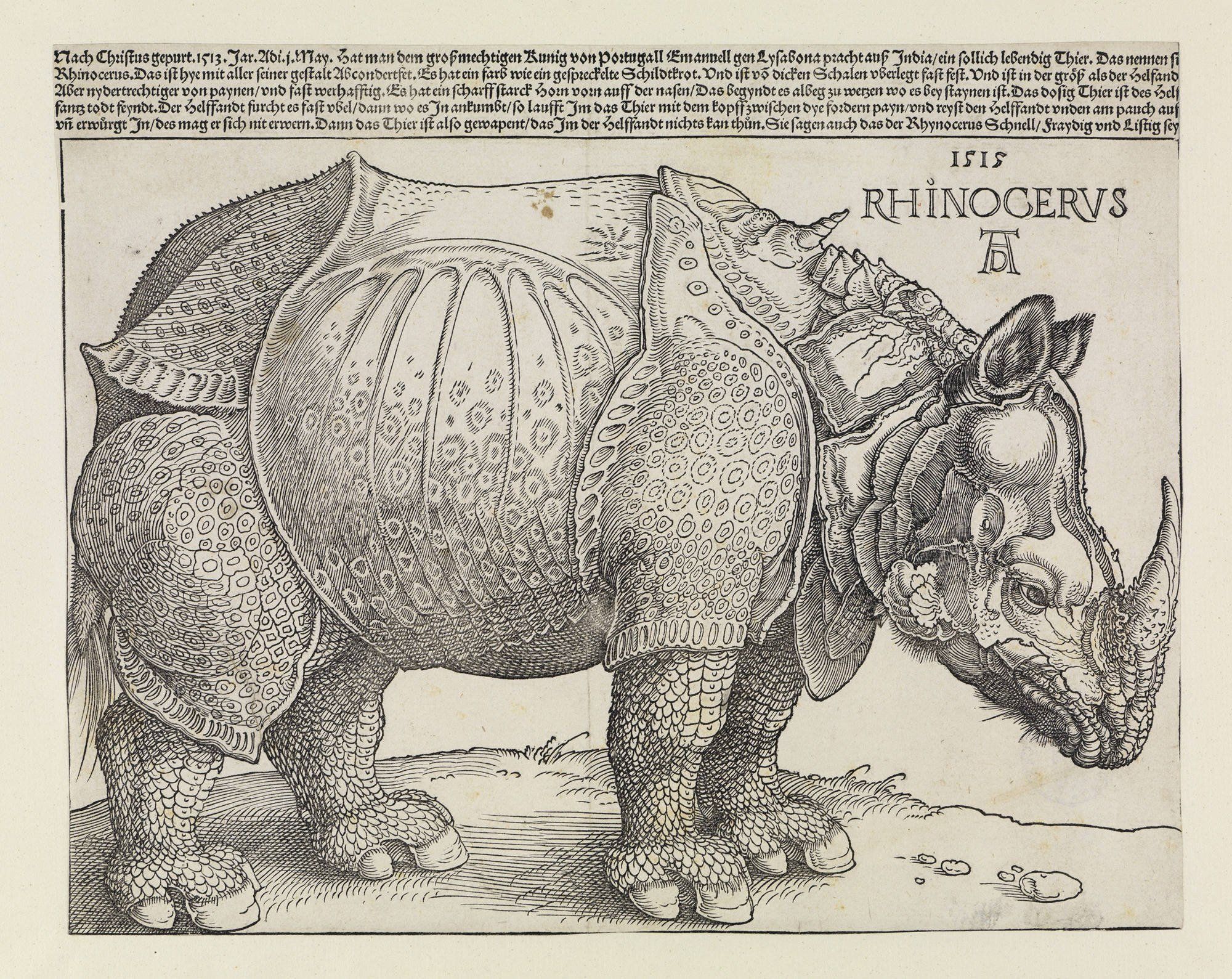 Albrecht Dürer's rhinoceros (1515)