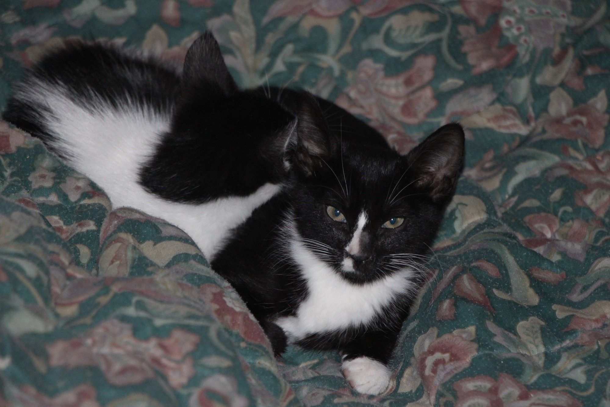 Gomez & Morticia cuddling on the bed after I gave them their medicine two years ago today (9.23.22) #chatons #gattini #gatitos #Kätzchen #kattunger #새끼고양이