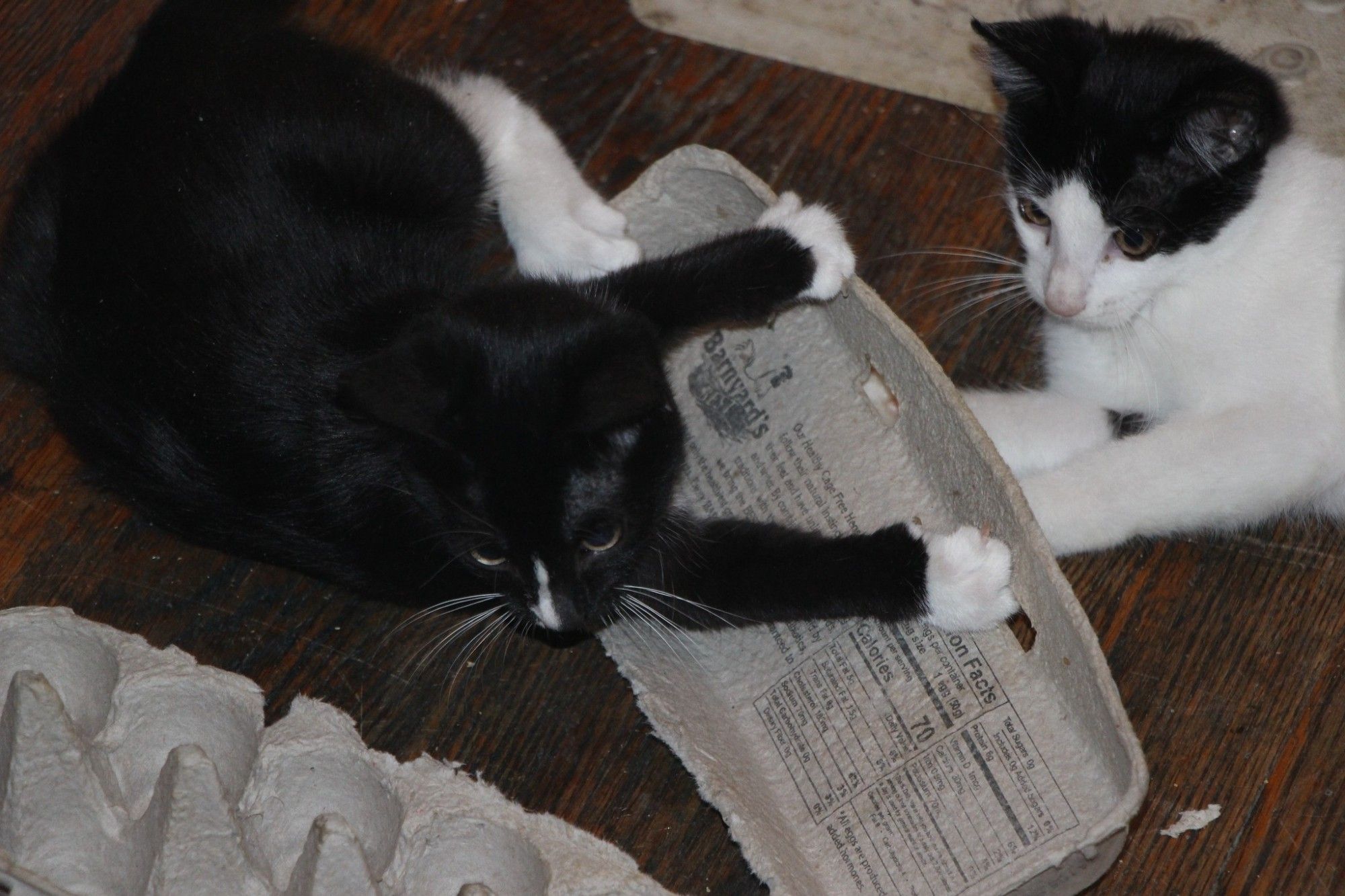 I was going to toss this cardboard egg carton into the recycling bin two years ago today but I thought I'd give the kittens a new if very ephemeral but totally safe & pretty risk-free toy; I knew they'd demolish it in quick order but I was happy to see them having fun doing it (10.2.22) #chatons #gattini #gatitos #Kätzchen #kattunger #새끼고양이