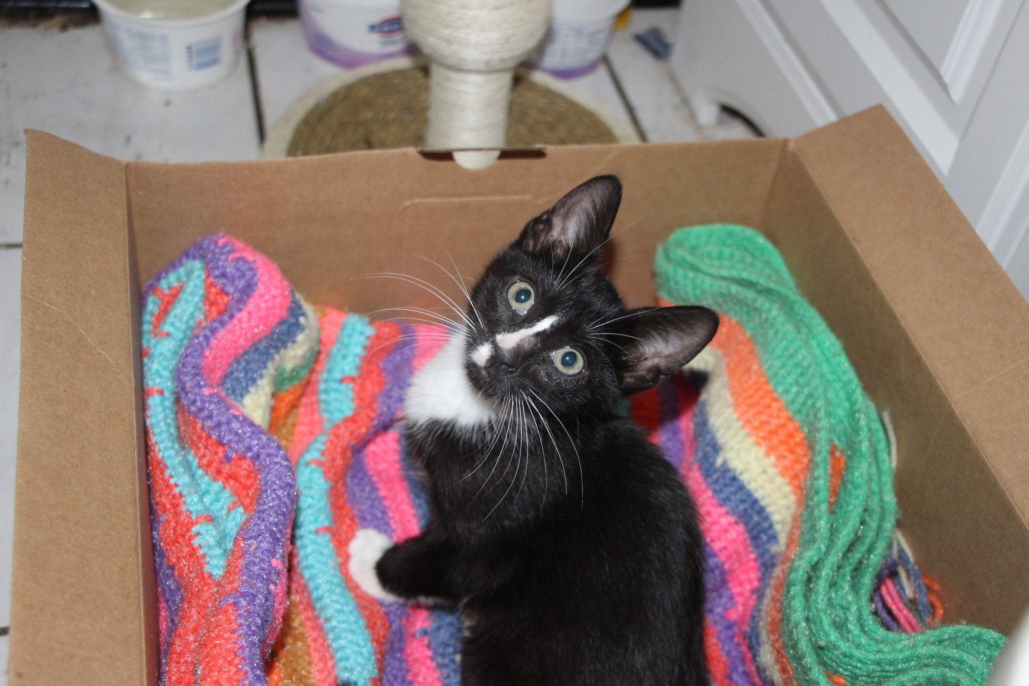 Morticia in her new bed the day after & brought her & Gomez home from the NYC ACC adoption event (9.18.22) #AdoptDontShop #AdoptDontBuy #Katzen #kettir #katter #chatons #gattini #gatitos #Kätzchen #kattunger #새끼고양이