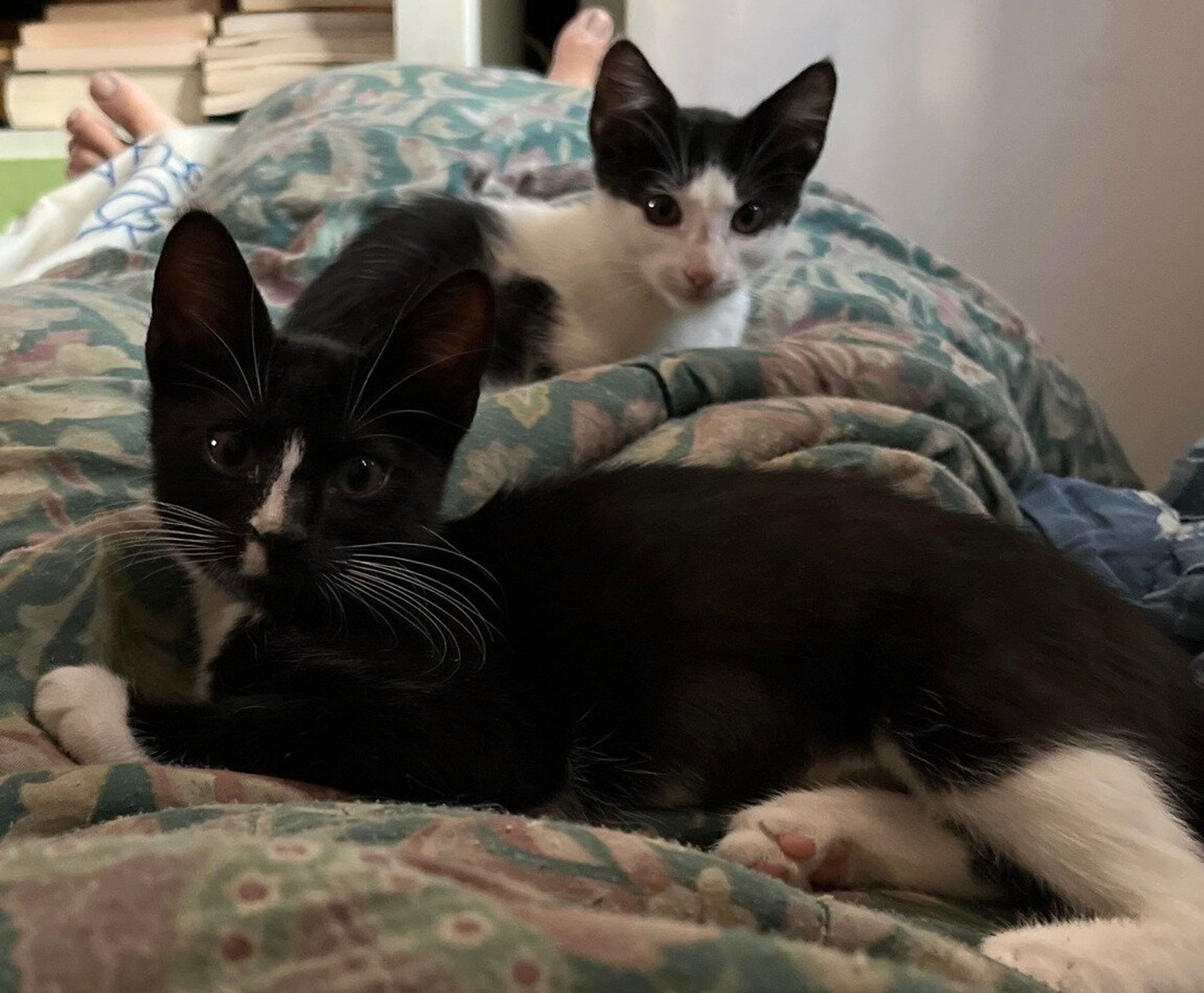 #Caturday memory: Morticia & Gomez taking a cat nap with me (10.3.22) about two weeks after I adopted them from NYC ACC (the largest rescue shelter in NYC) (9.17.22) #AdoptDontShop #AdoptDontBuy #chatons #gattini #gatitos #Kätzchen #kattunger #새끼고양이