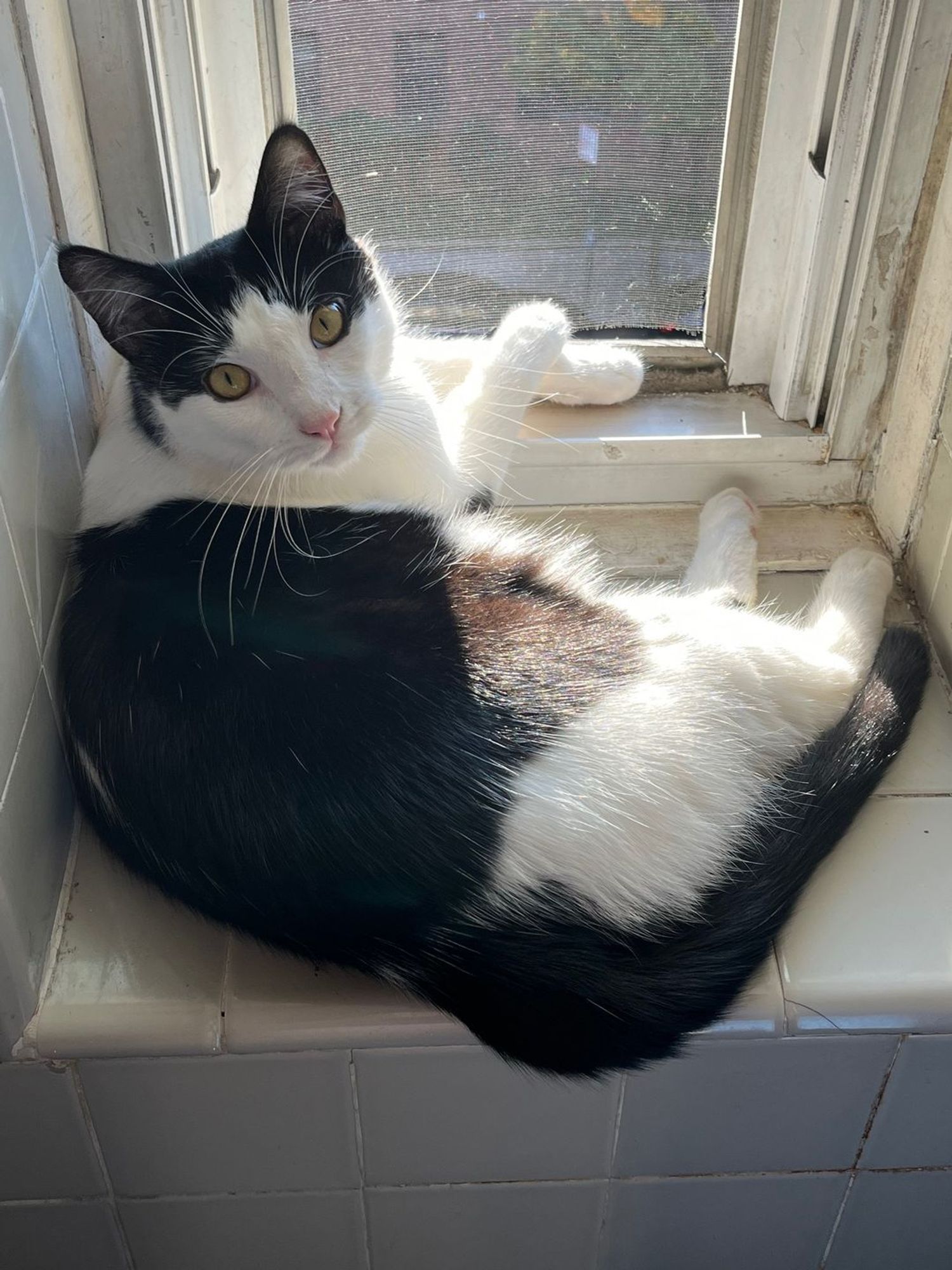 Gomez basking in the sun on his bathroom window perch one year ago yesterday (10.2.23) #chatons #gattini #gatitos #Kätzchen #Katzen #Katzenkinder #kattunger #katter #고양이