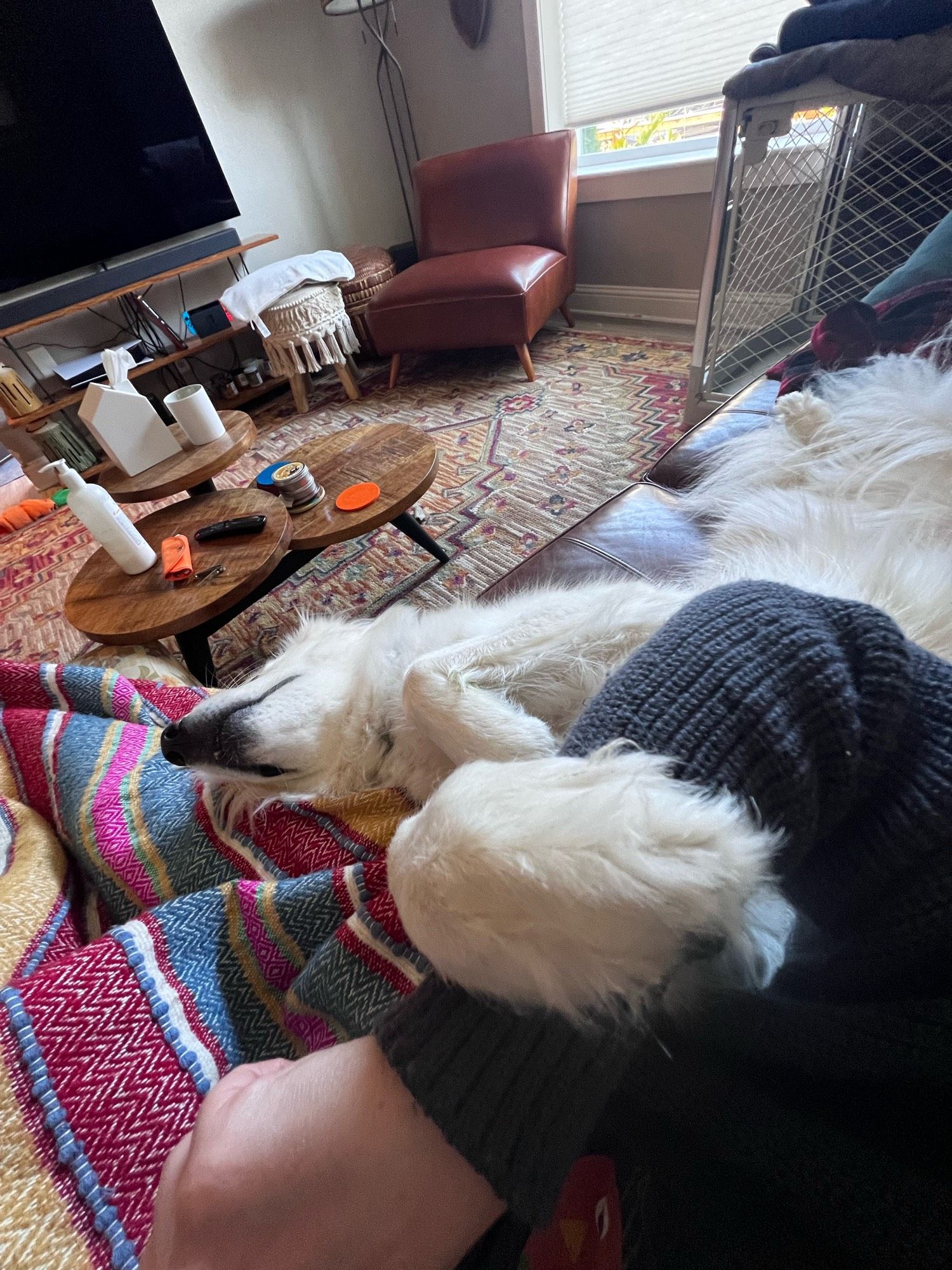 A super fluffy white dog laying with me on the couch, I’m under a colorful blanket and she’s upside down with one paw wrapped around my arm demanding more belly rubs