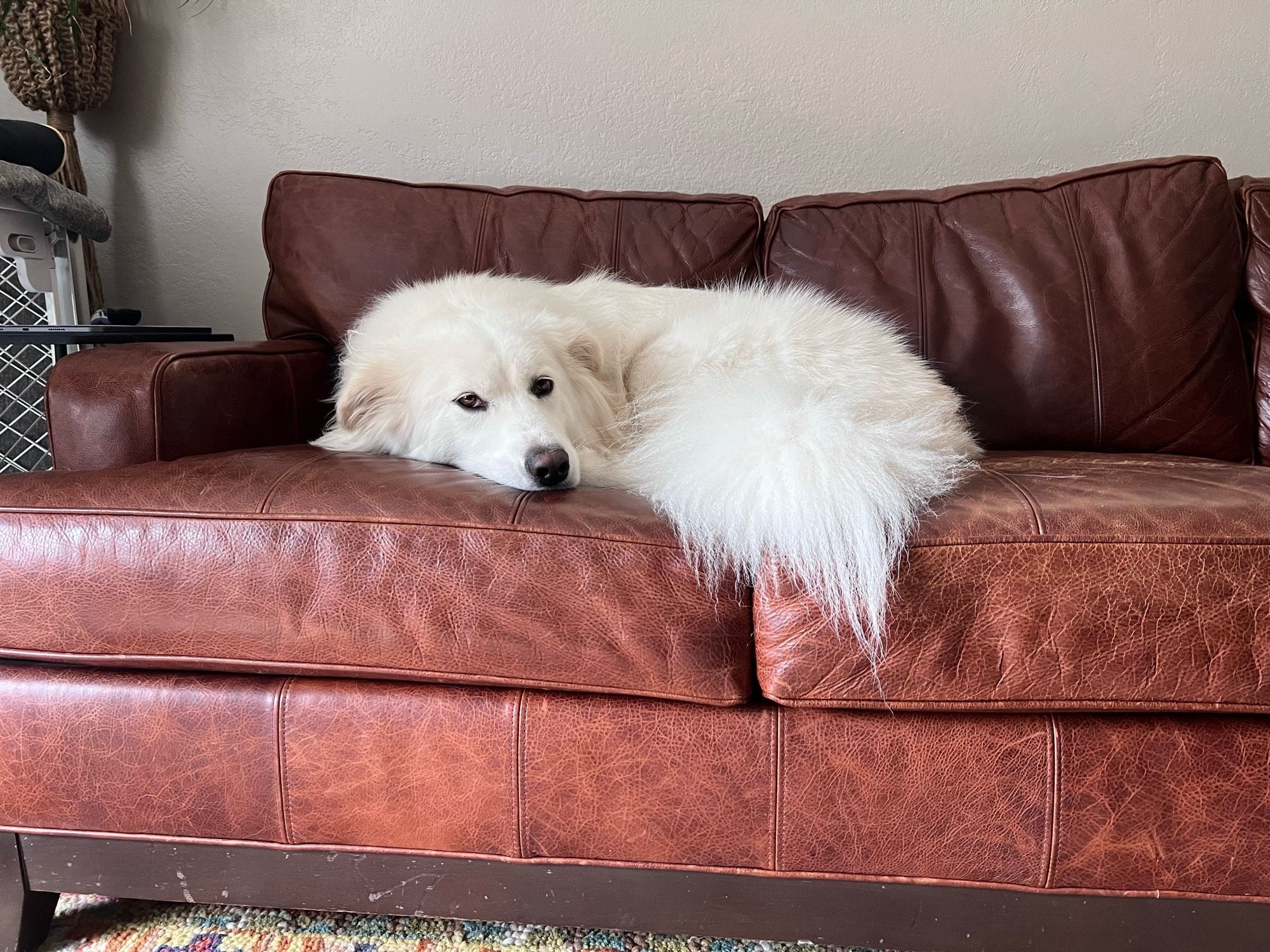 A somewhat flattened fluffy white dog laying curled up on a dark leather couch, super fluffy tail draped over the edge