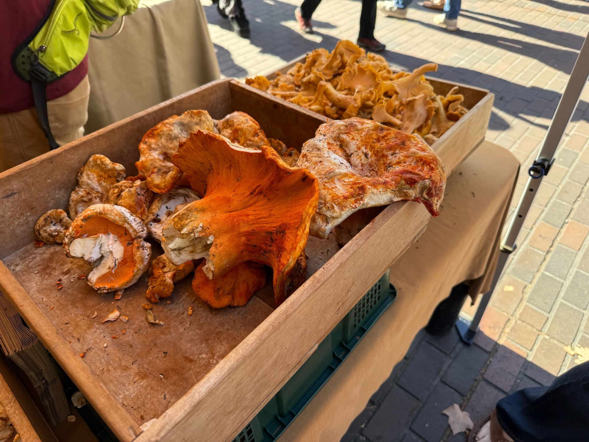 A shallow wooden bin with enormous bright orange lobster mushrooms, at least 8” across. A bin of chanterelles is behind it . 