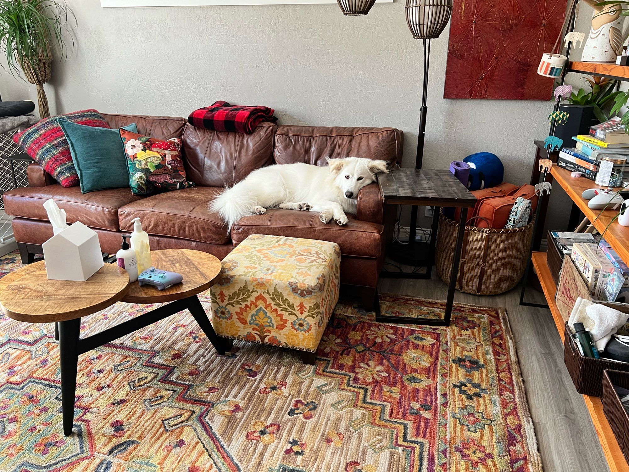 A fluffy white dog lying on a dark leather couch with her head propped up on the armrest