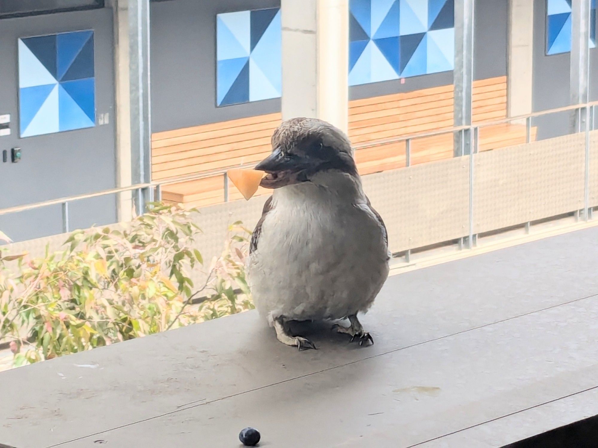 Laughing kookaburra with some melon in its beak