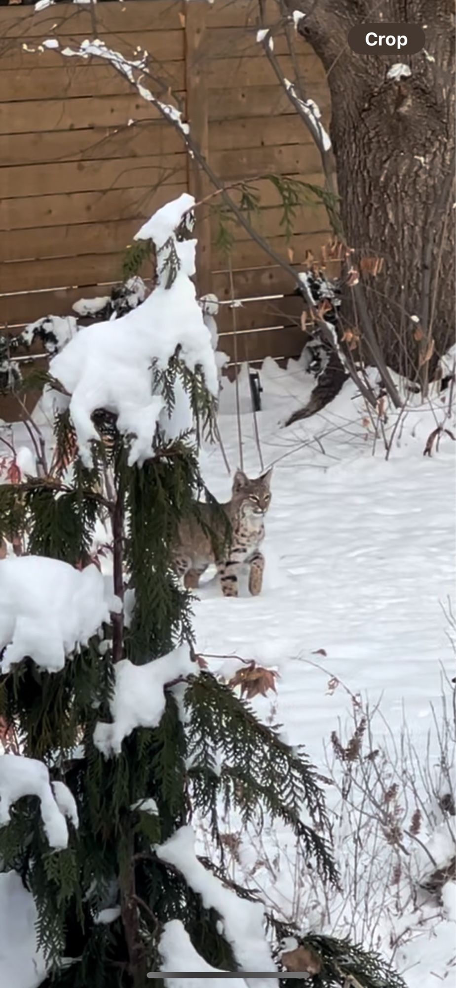 Bobcat