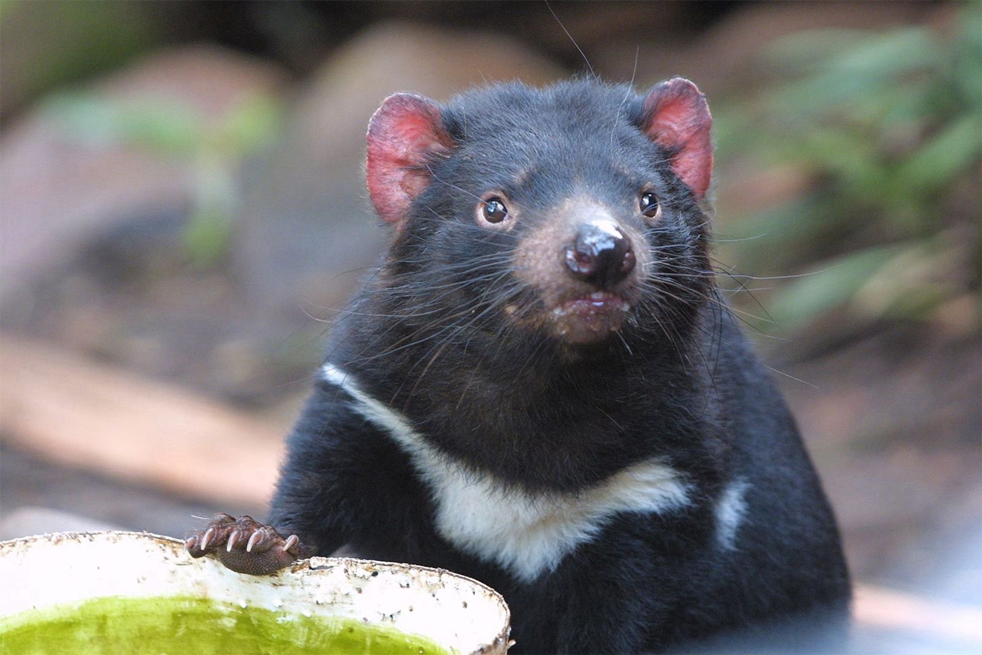 A Tasmanian Devil with its hand on something the way one would rest it on a desk and looking super cute but also expecting like ‘Did you bring the yummies?’