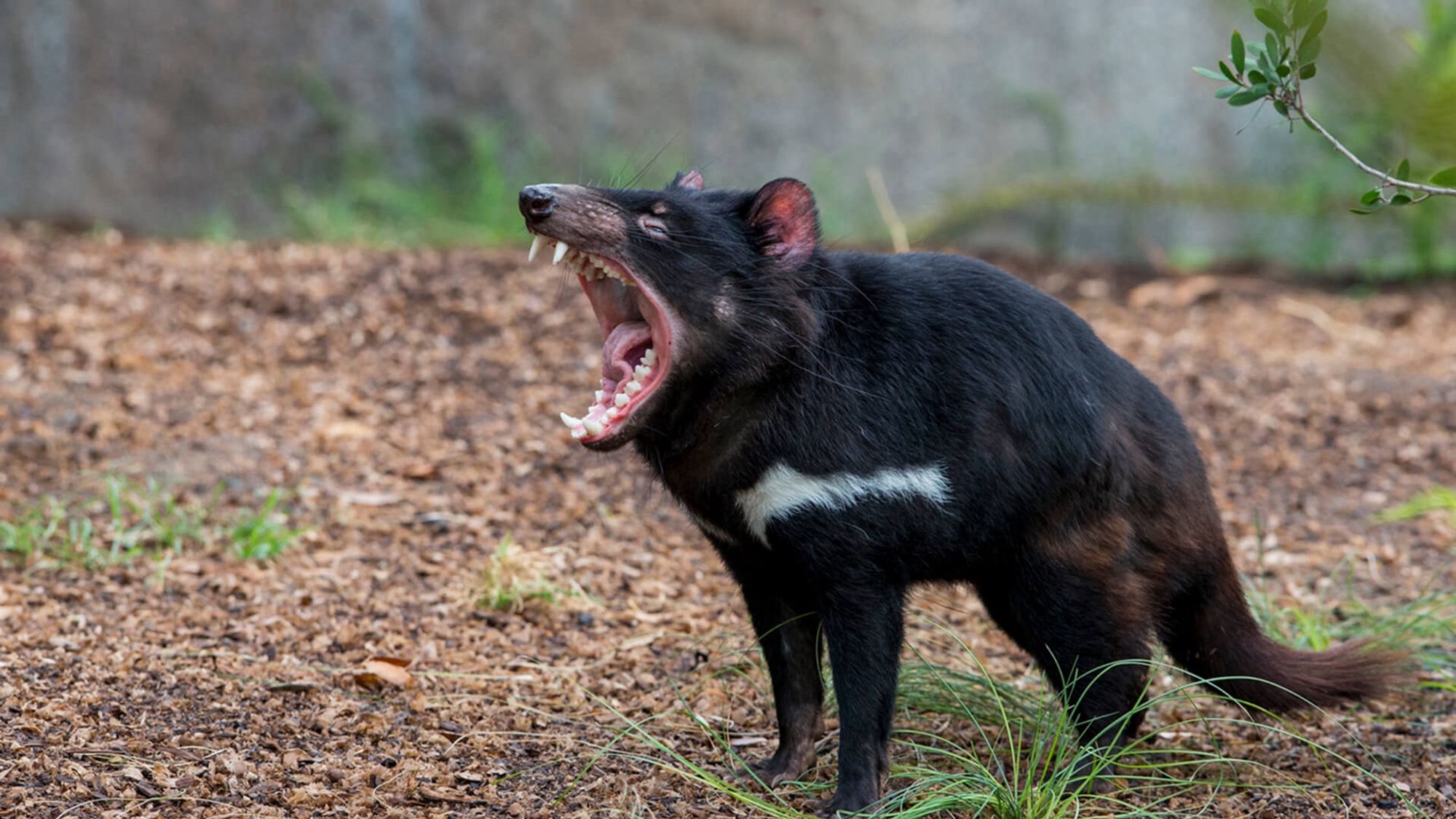 A Tasmanian Devil uh… yelling and looking extremely pissed odd in the woods. It’s brown and its mouth is way open like it’s screaming.