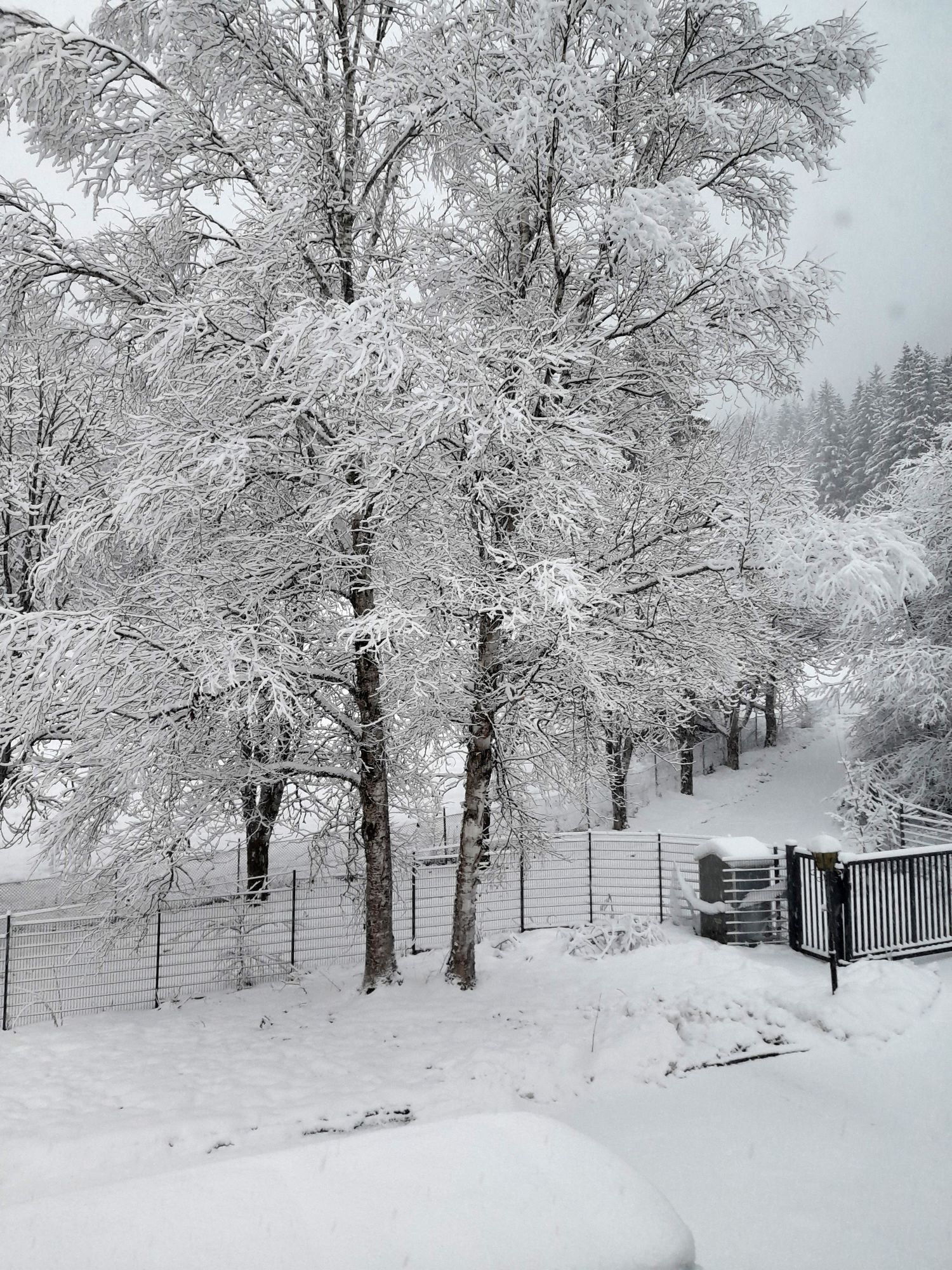 Blick auf den verschneiten Hof mit großen schnee bedeckten Birken und frostig weißem Wald im Hintergrund.