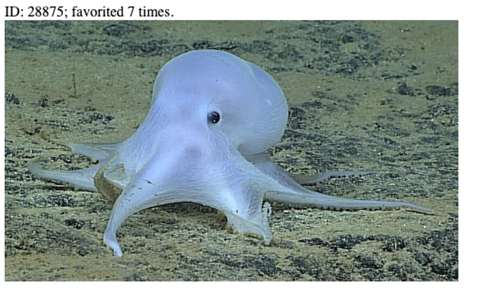 A white octopus crawling on the seafloor