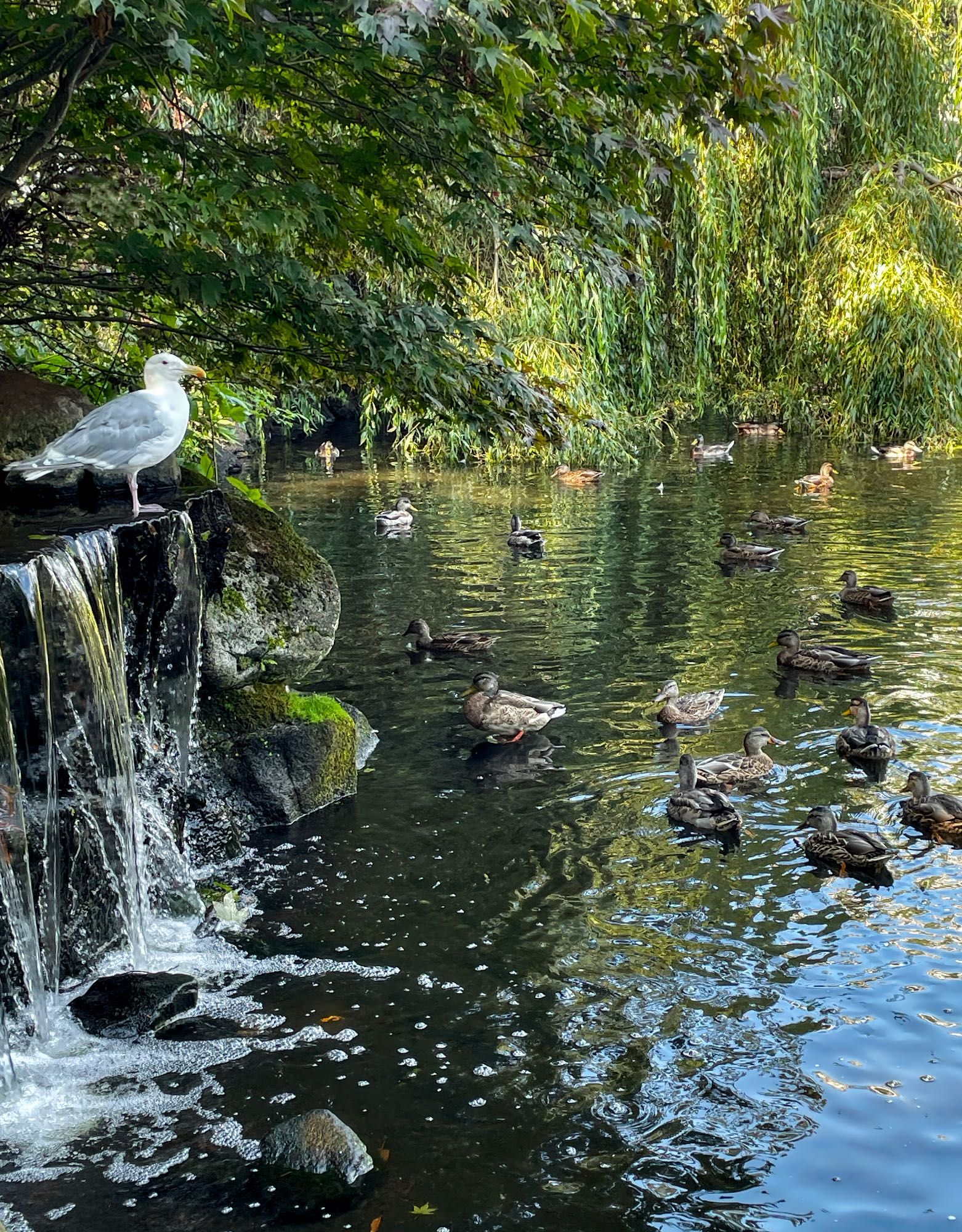 A seagull standing at the top of a waterfall that is flowing into a pond.  The pond surrounded by greenery and is brimming with ducks.