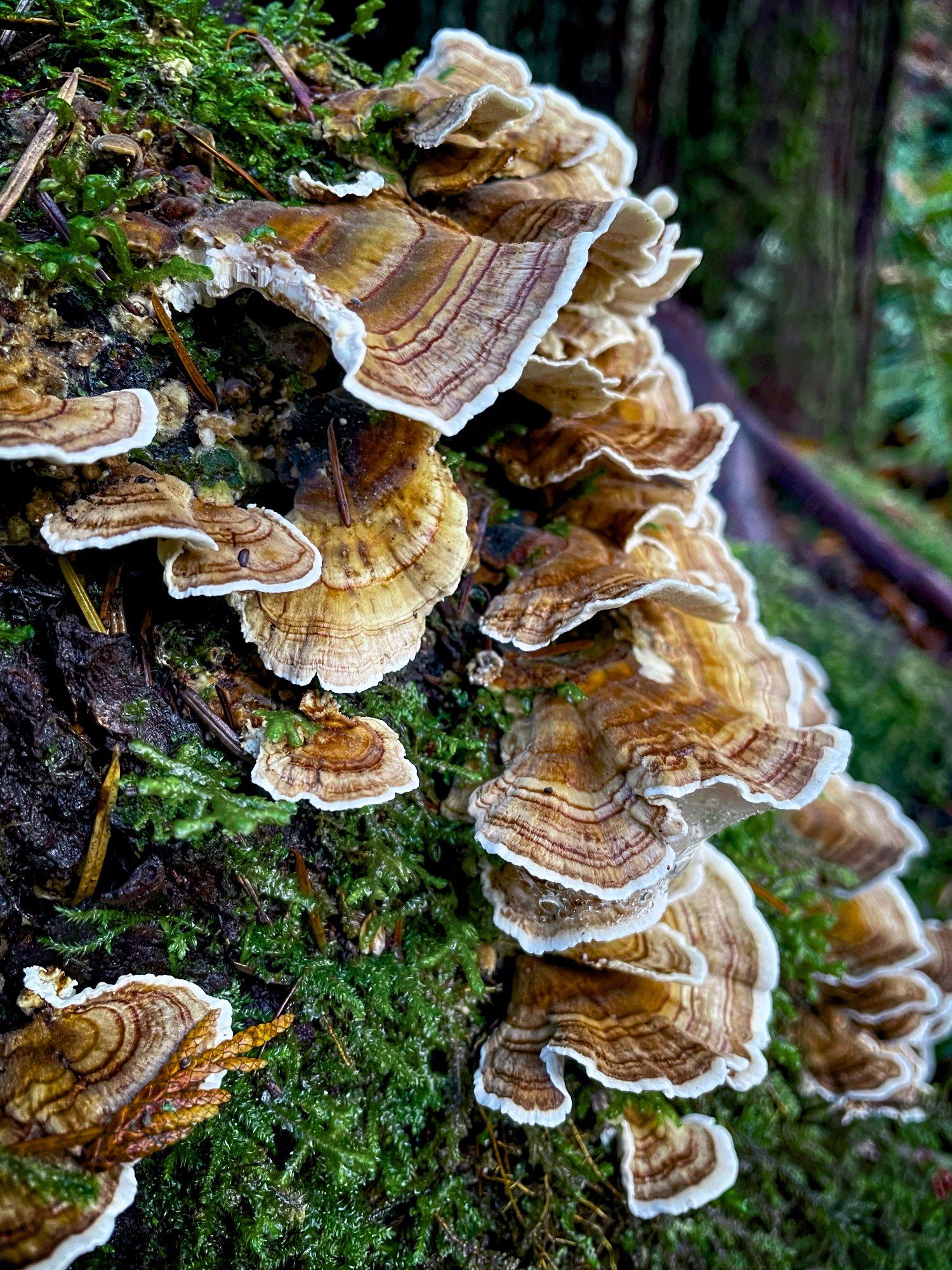 New turkey tail shrooms on a moss covered stump....colours of rust, taupe, white and purple.