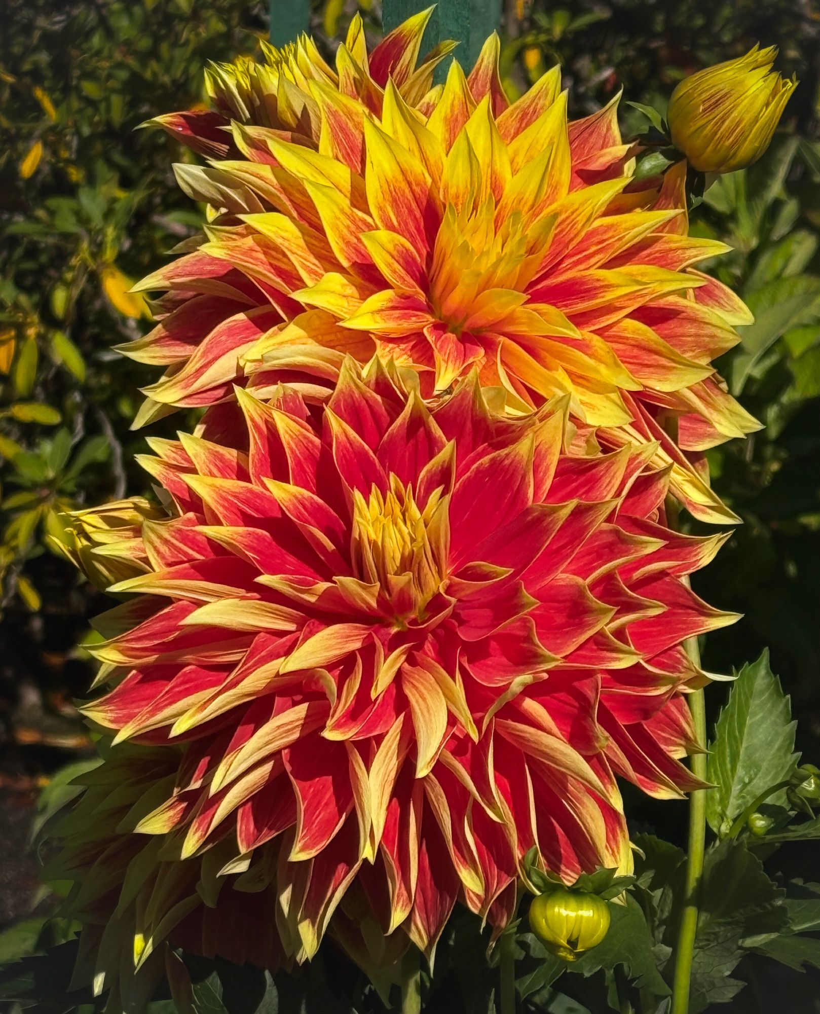 Gigantic Bodacious Dahlias in orange and yellow.