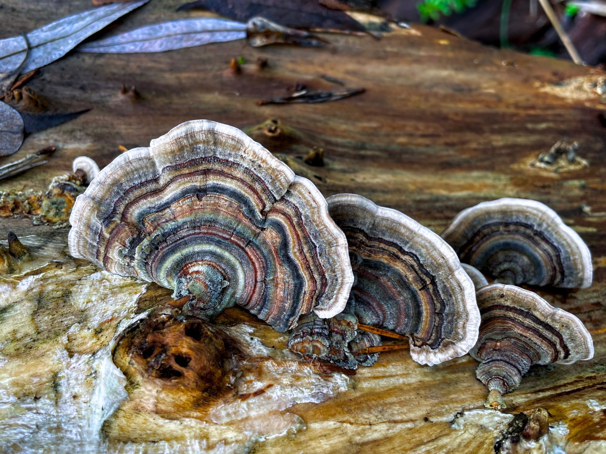 A colourful group of Turkey Tail fungus.  Colours are deep blue, rust, green, grey and gold.  They are in full bloom resting on a fallen tree.