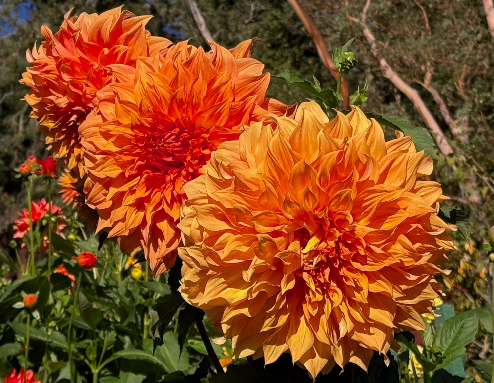 Three gigantic orange Dahlia surrounded by greenery.