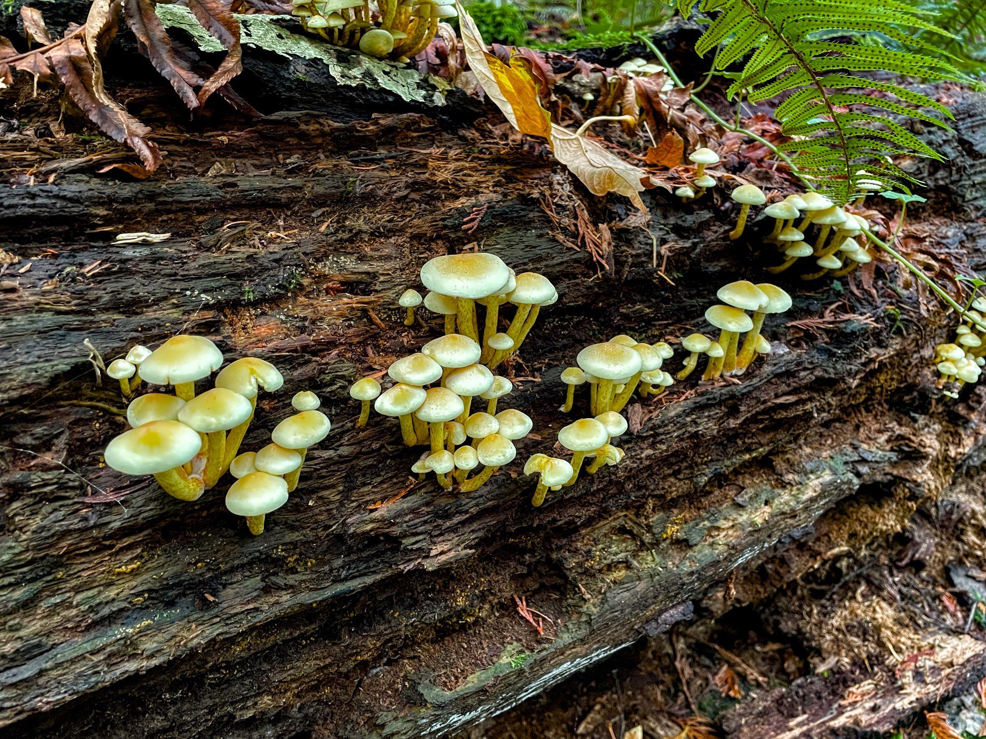 Heaps of little shrooms huddled together on a fallen tree