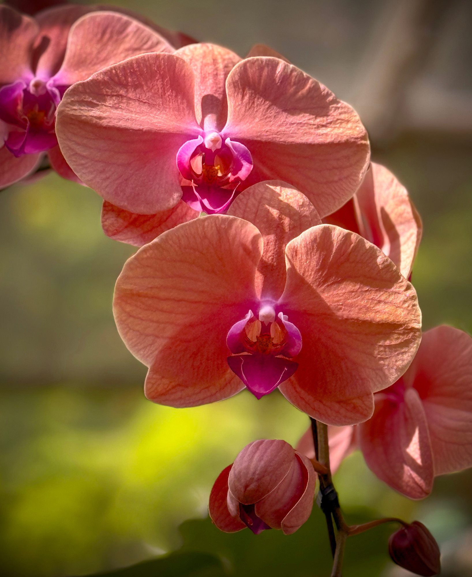 A simple stem of peachy/pinky/purply orchids in mottled sunlight...background is soft glowing green