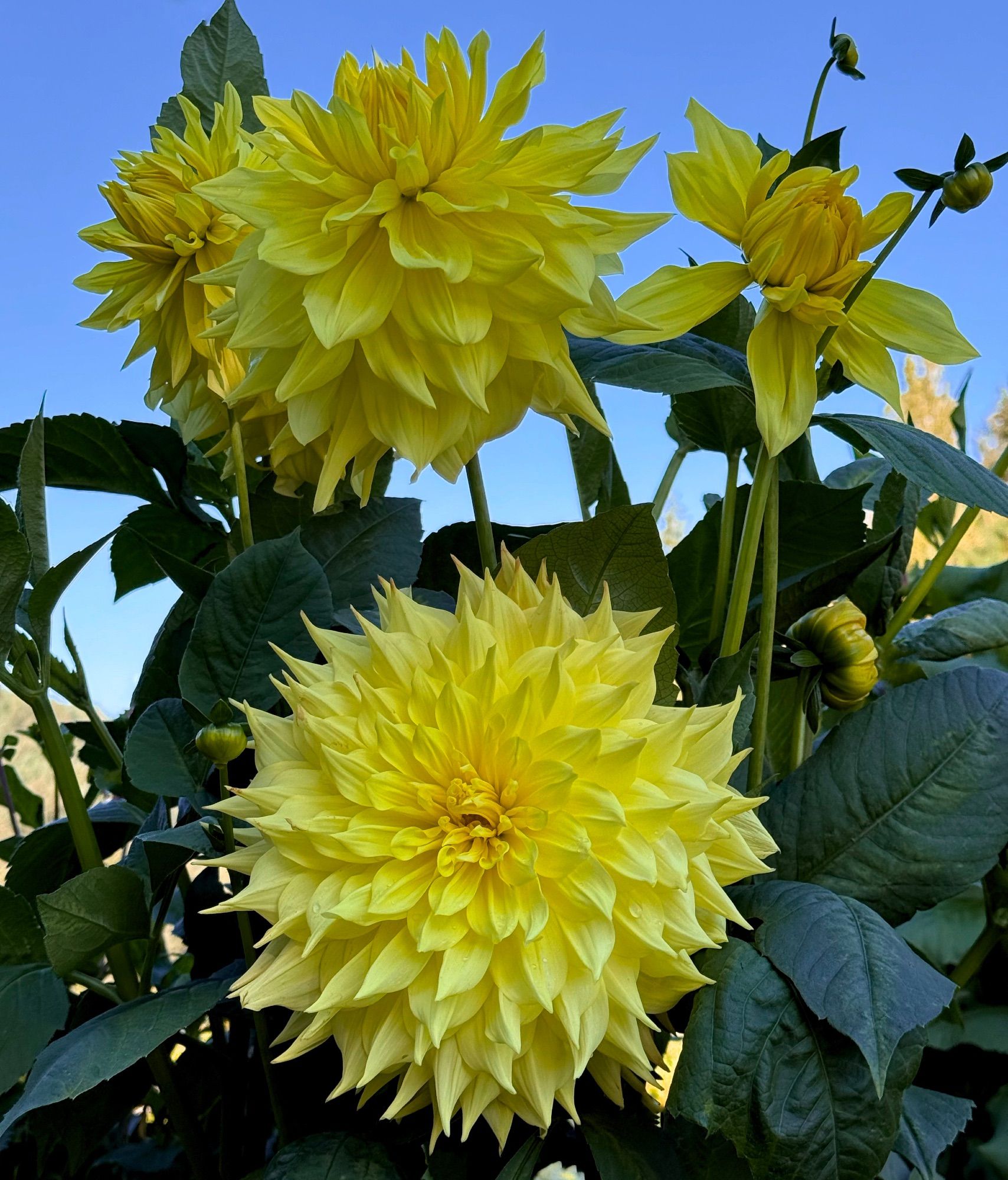 Bright yellow dinner plate Dahlias beneath a brilliant blue sky.