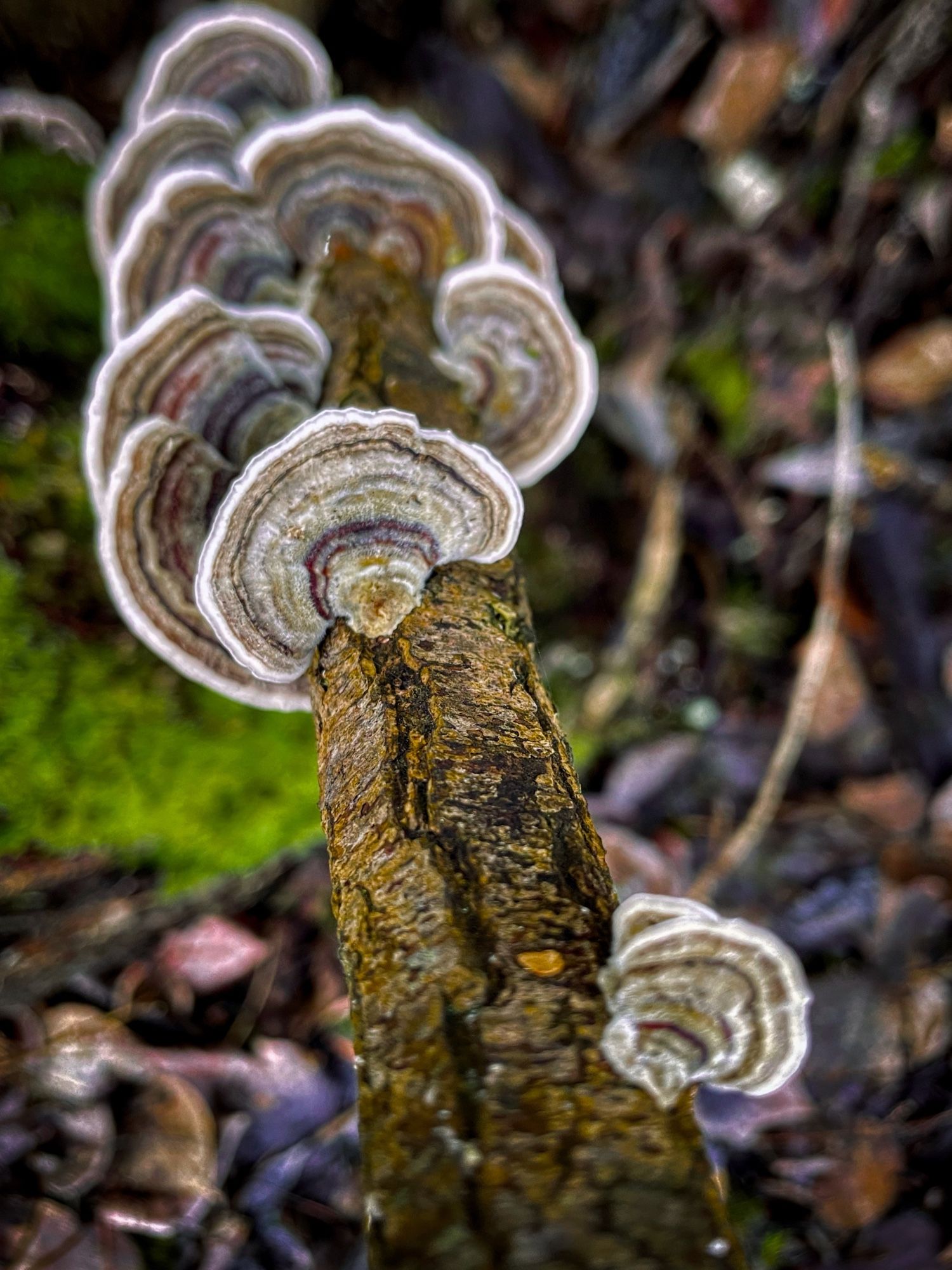 Shelf shrooms on a branch.  Colours are grey, green, purple, kaki with a hint of blue.