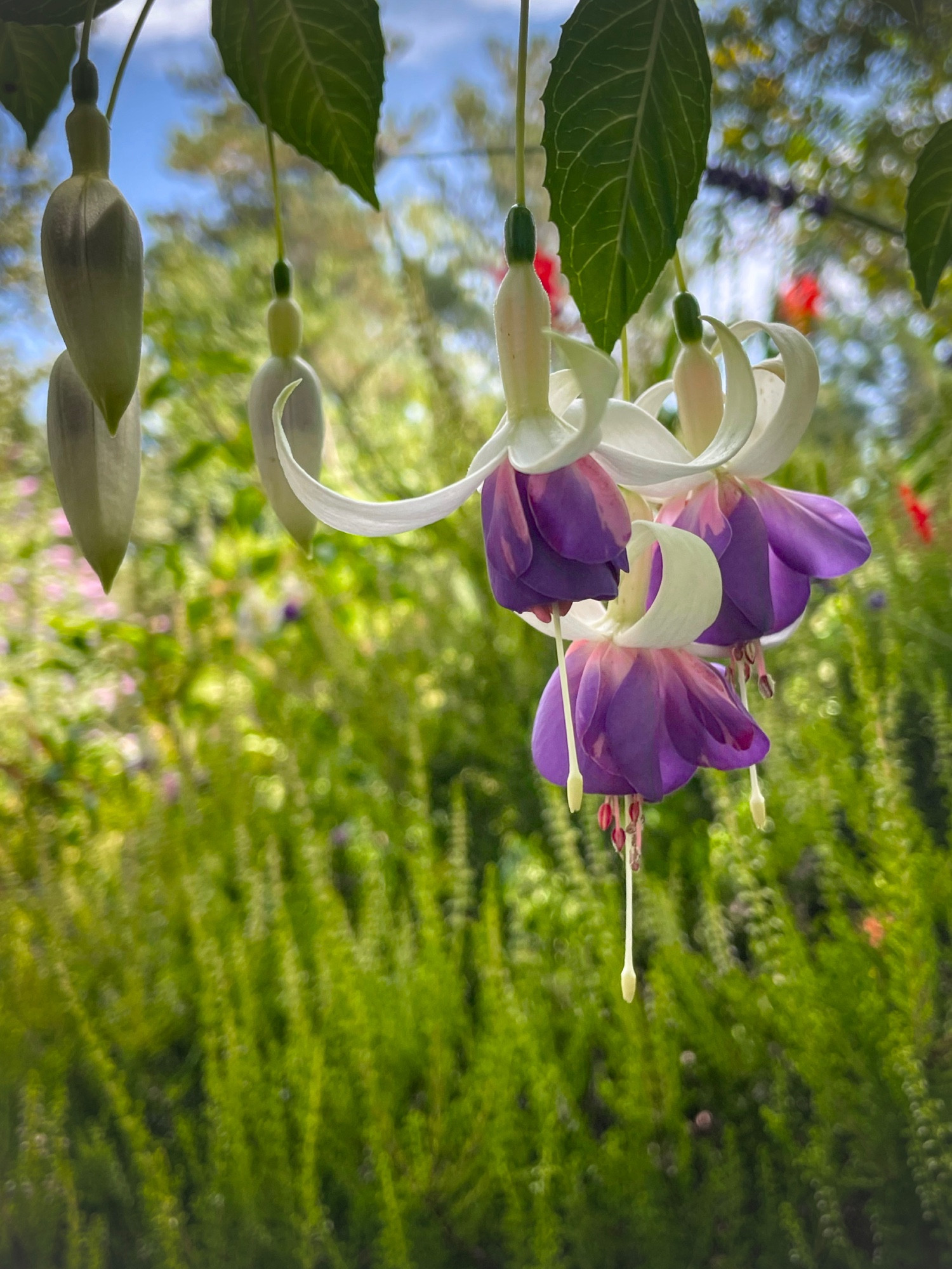 Three purple and white Fuchsia hanging on a branch in a meadow.