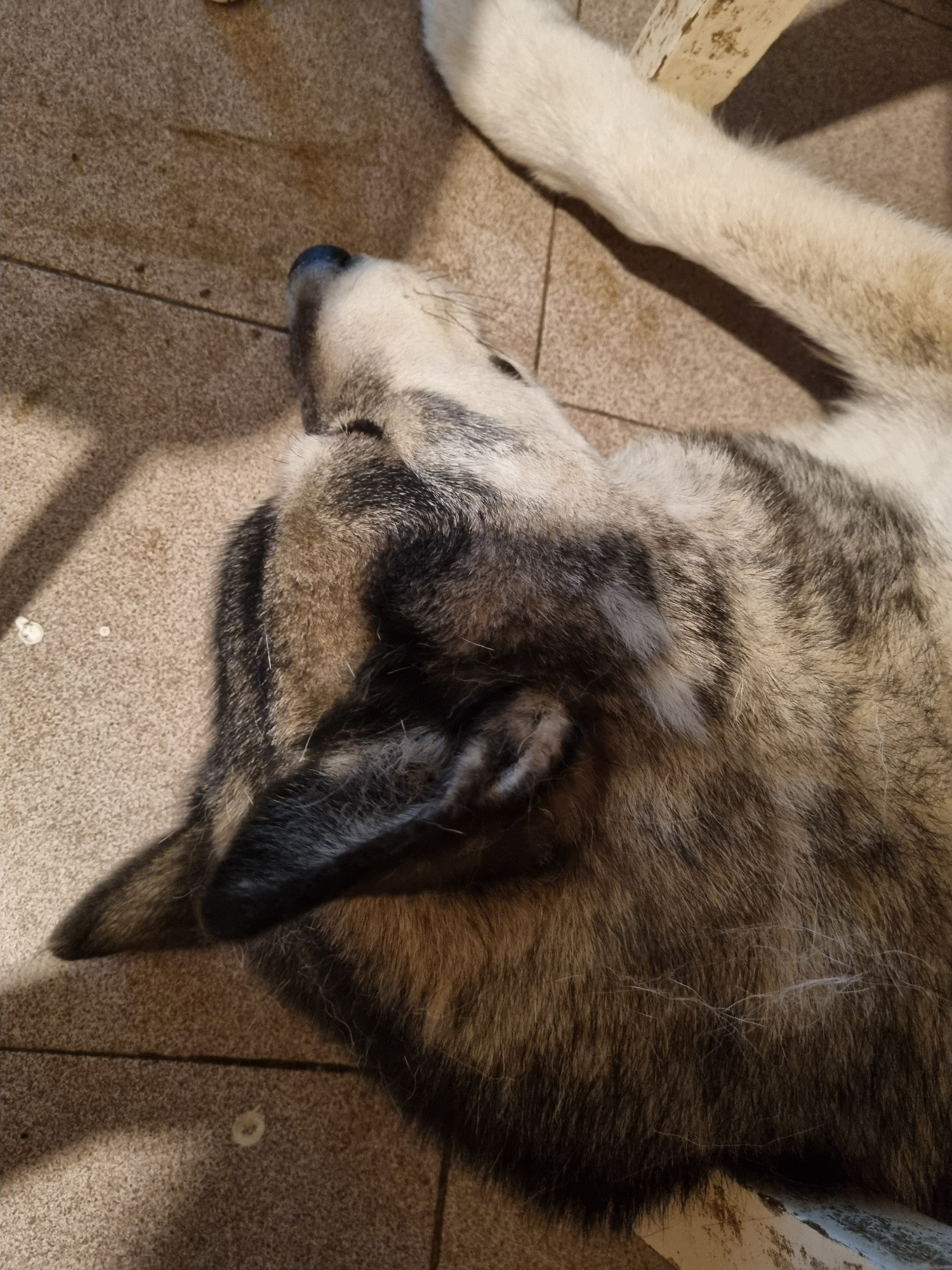 A malamute sleeping unded the table.