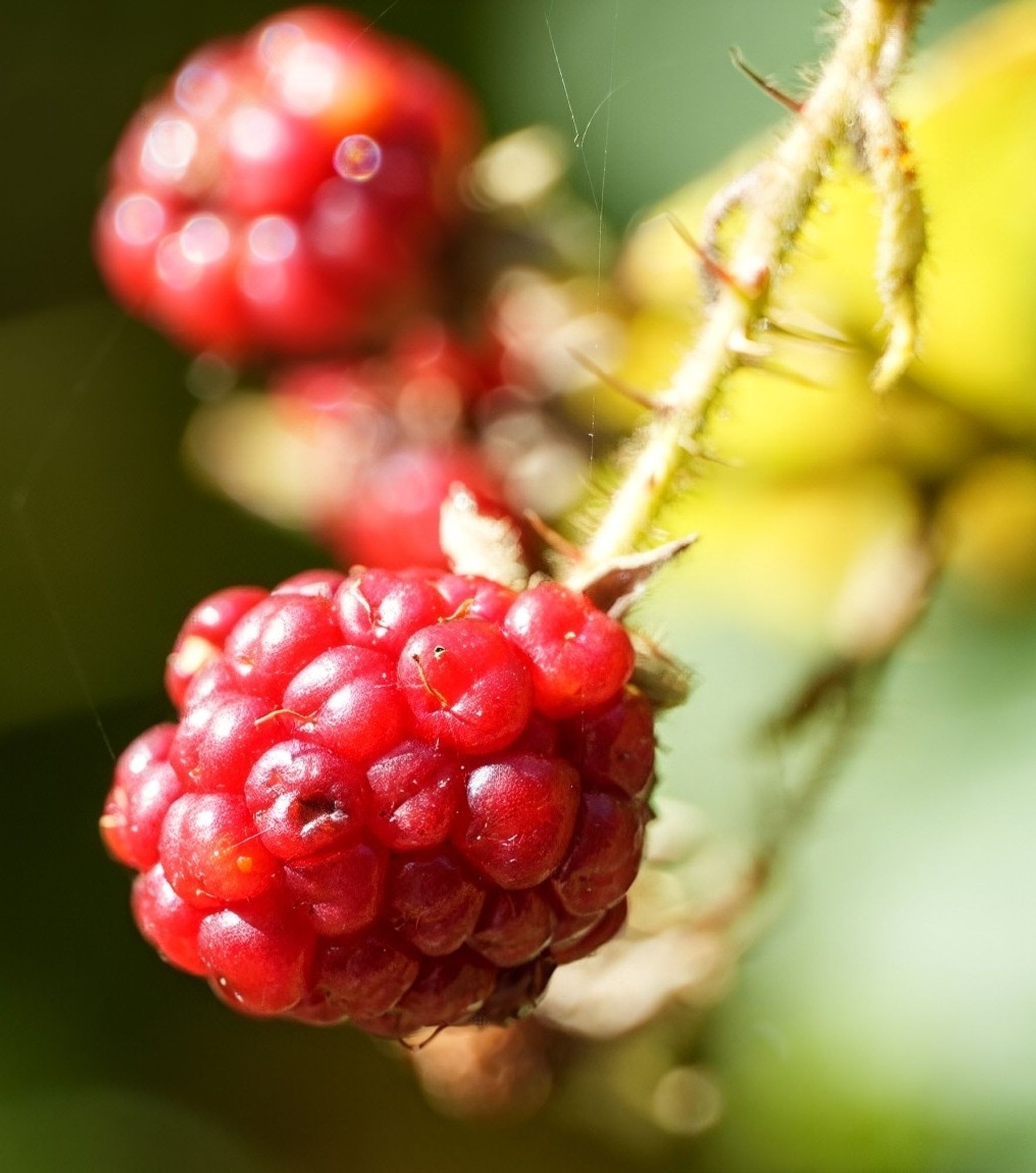 Nahaufnahme einer roten Beere, die im Sonnenlicht glänzt. Die Beere sitzt an einem dornigen Zweig und hebt sich vor einem unscharfen Hintergrund ab, der einen Eindruck von der Naturumgebung vermittelt.