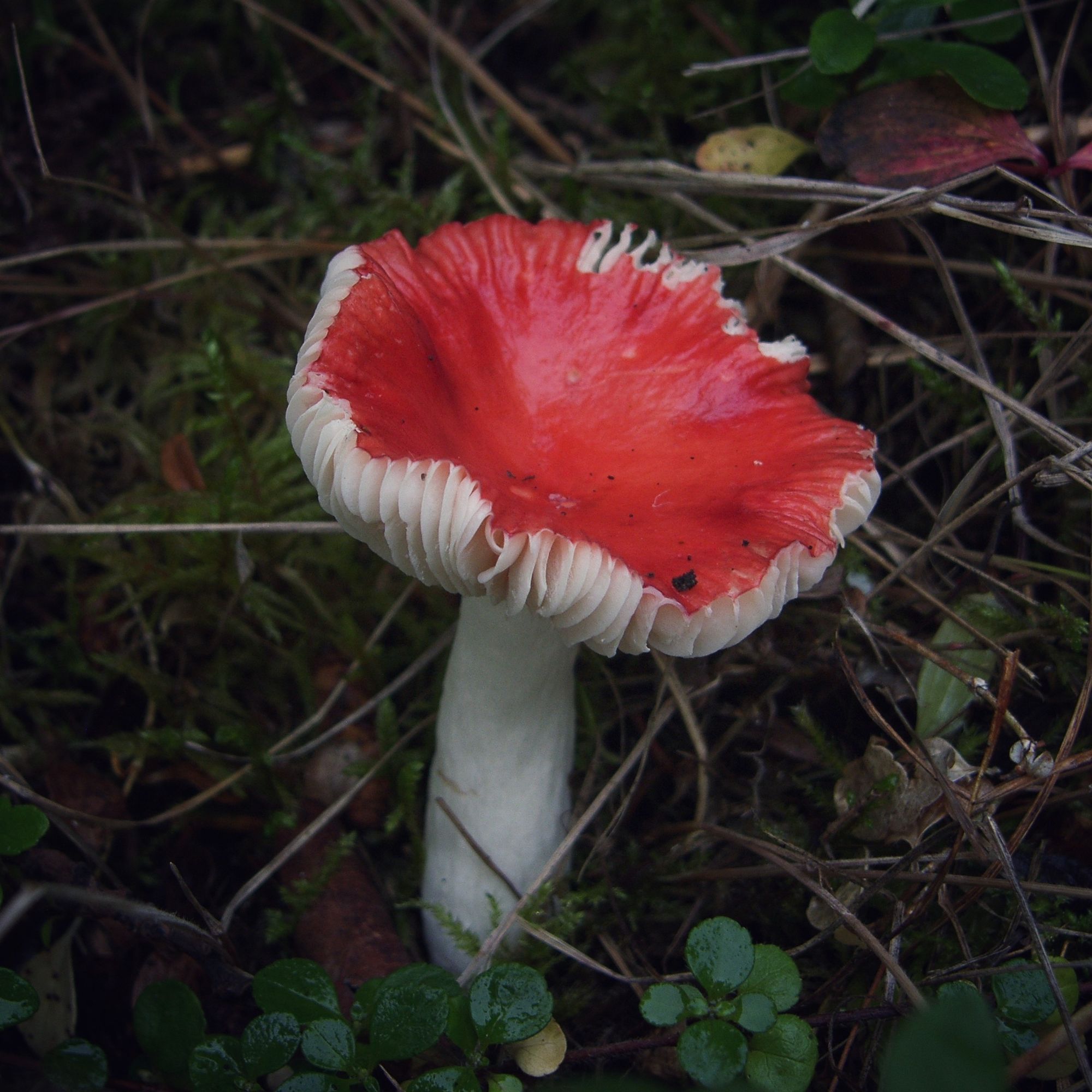 The Sickener, a Brittlegill mushroom; scarlet red cap surface with white gills and stem; margins are slightly upturned exposing gill edges. ID keys established were a peppery taste, white spore colour and a cuticle that was separating from the cap but just barely peeling at the margin. A few lookalikes can be found but there are differences in the keys for identification.