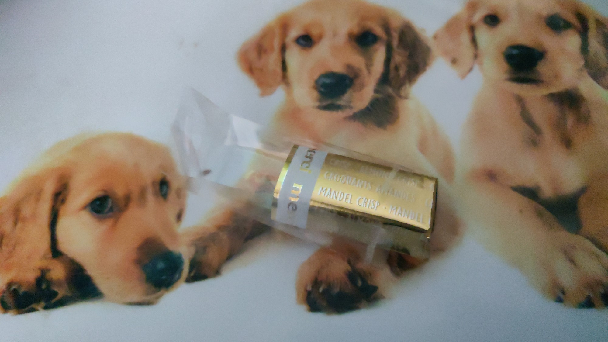 Das Bild zeigt ein begonnenes Stück Merci-Schokolade, eingewickelt in eine goldfarbene Verpackung mit der Aufschrift „Mandel Crisp“, das auf einem Plastikbrettchen liegt. Das Brettchen ist mit einem Motiv von drei Hundewelpen verziert. Die Welpen, wahrscheinlich Golden Retriever, schauen direkt in die Kamera. Der linke Welpe liegt entspannt mit dem Kopf auf seinen Pfoten, während die beiden anderen aufrecht sitzen und nach vorne blicken. Die weichen Fellfarben der Welpen harmonieren mit dem sanften Farbschema des Bildes.

BiBesch per chatgpt. Prompt: Bitte gib mir eine Bildbeschreibung für Sehbehinderte für das angefangene Merci auf einem Plastikbrettchen mit Hundewelpenmotiv.