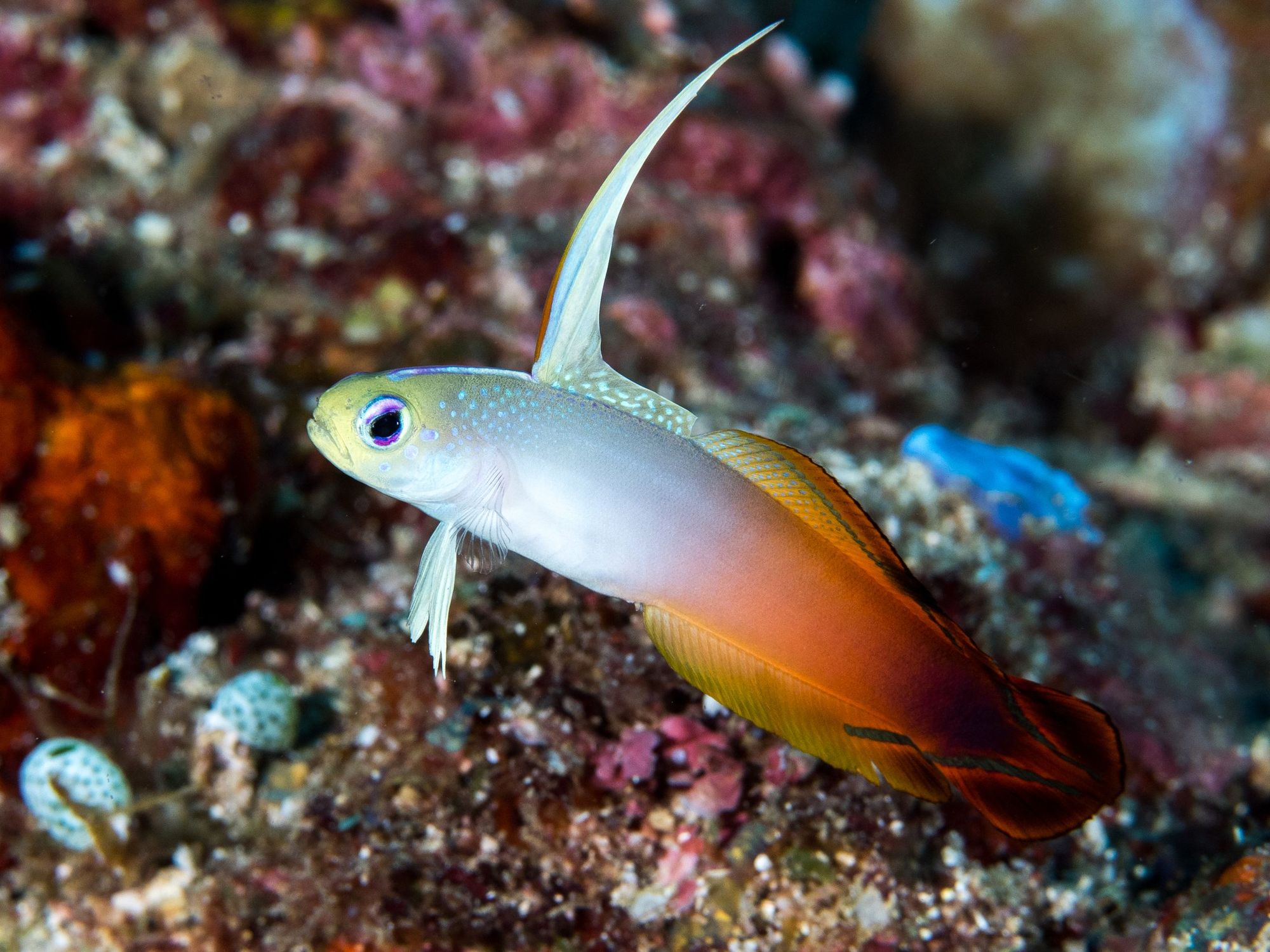 A fire dartfish (Nemateleotris magnifica) in Indonesia.