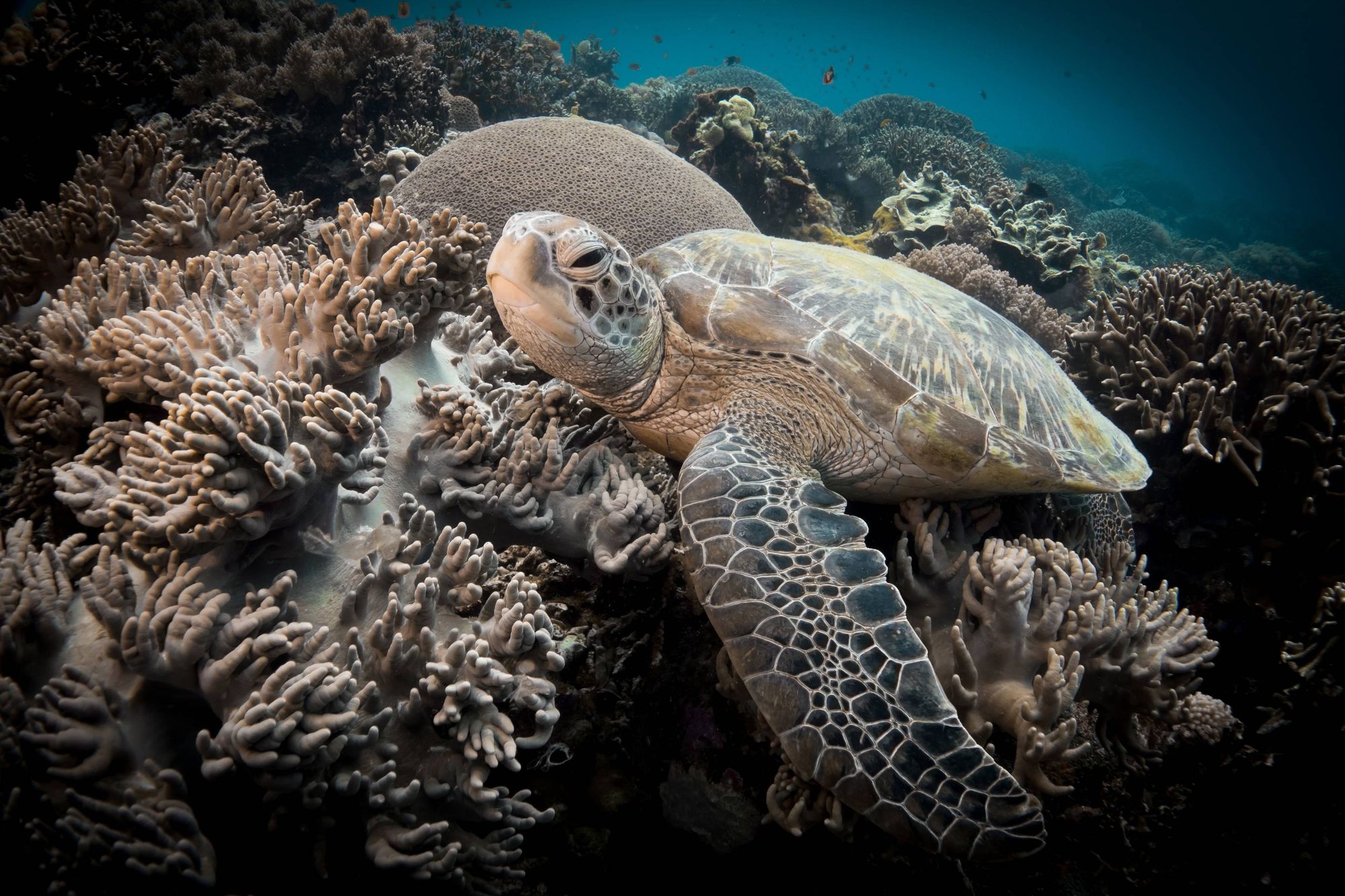 A sea turtle swimming over coral in the Apo Island Marine Sanctuary.