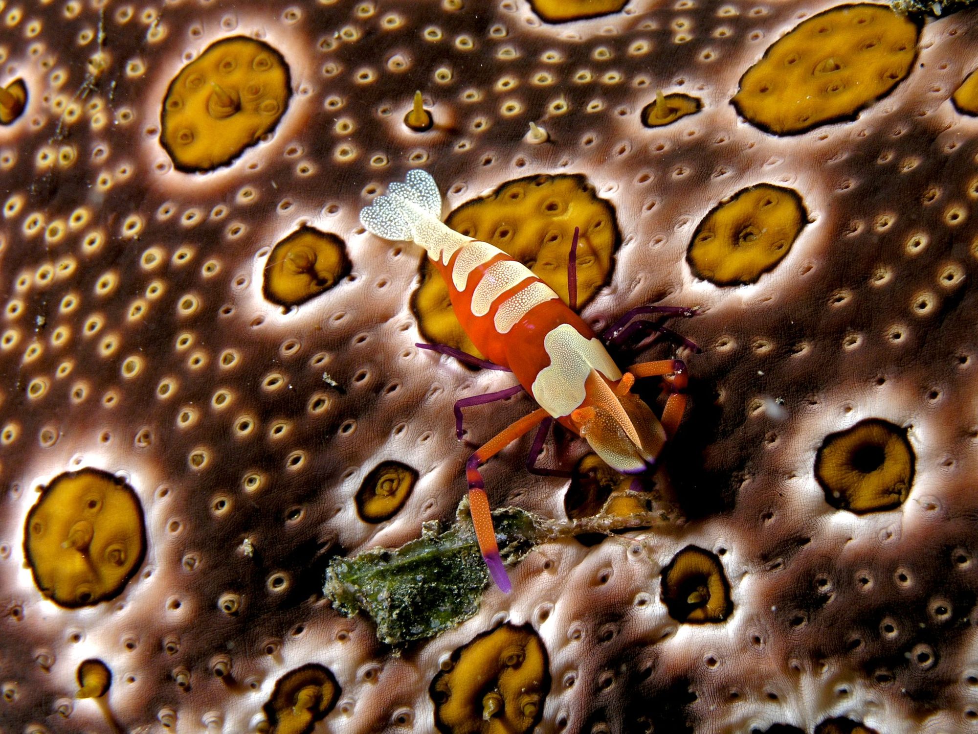 An emperor shrimp (Periclimenes imperator) on a sea cucumber (Bohadschia argus).