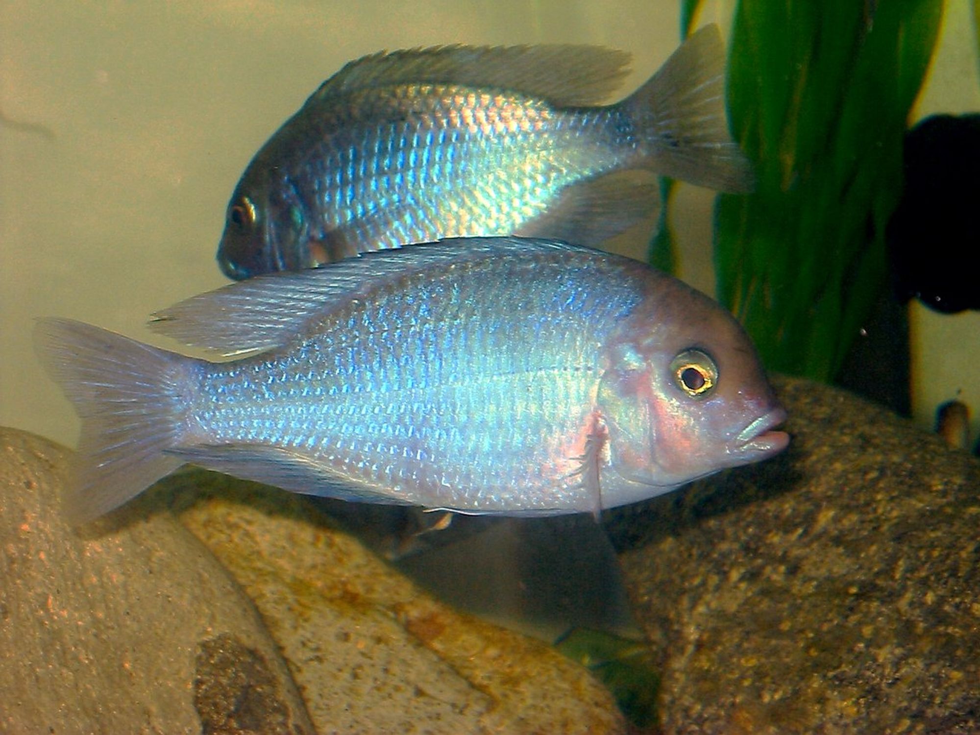 Two blue dolphin cichlids (Cyrtocara moorii).