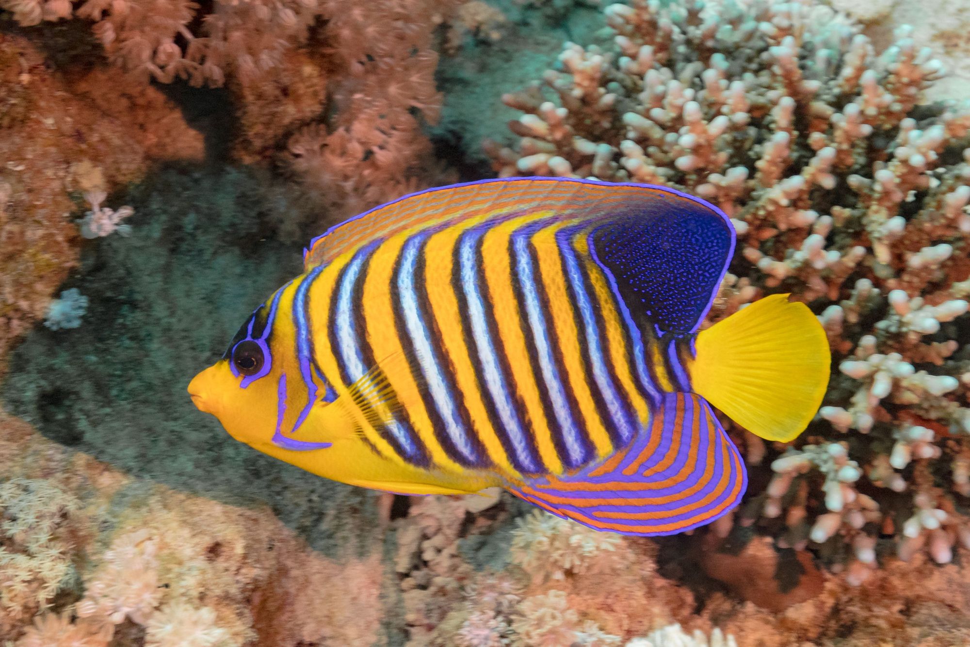 A royal angelfish (Pygoplites diacanthus) in the Ras Muhammad National Park, Egypt.