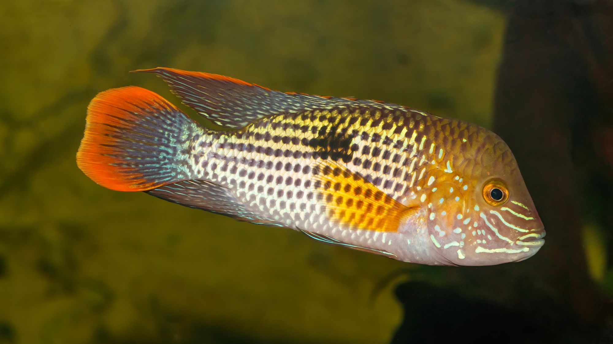 A green terror (Andinoacara rivulatus) at the Karlsruhe Zoo.