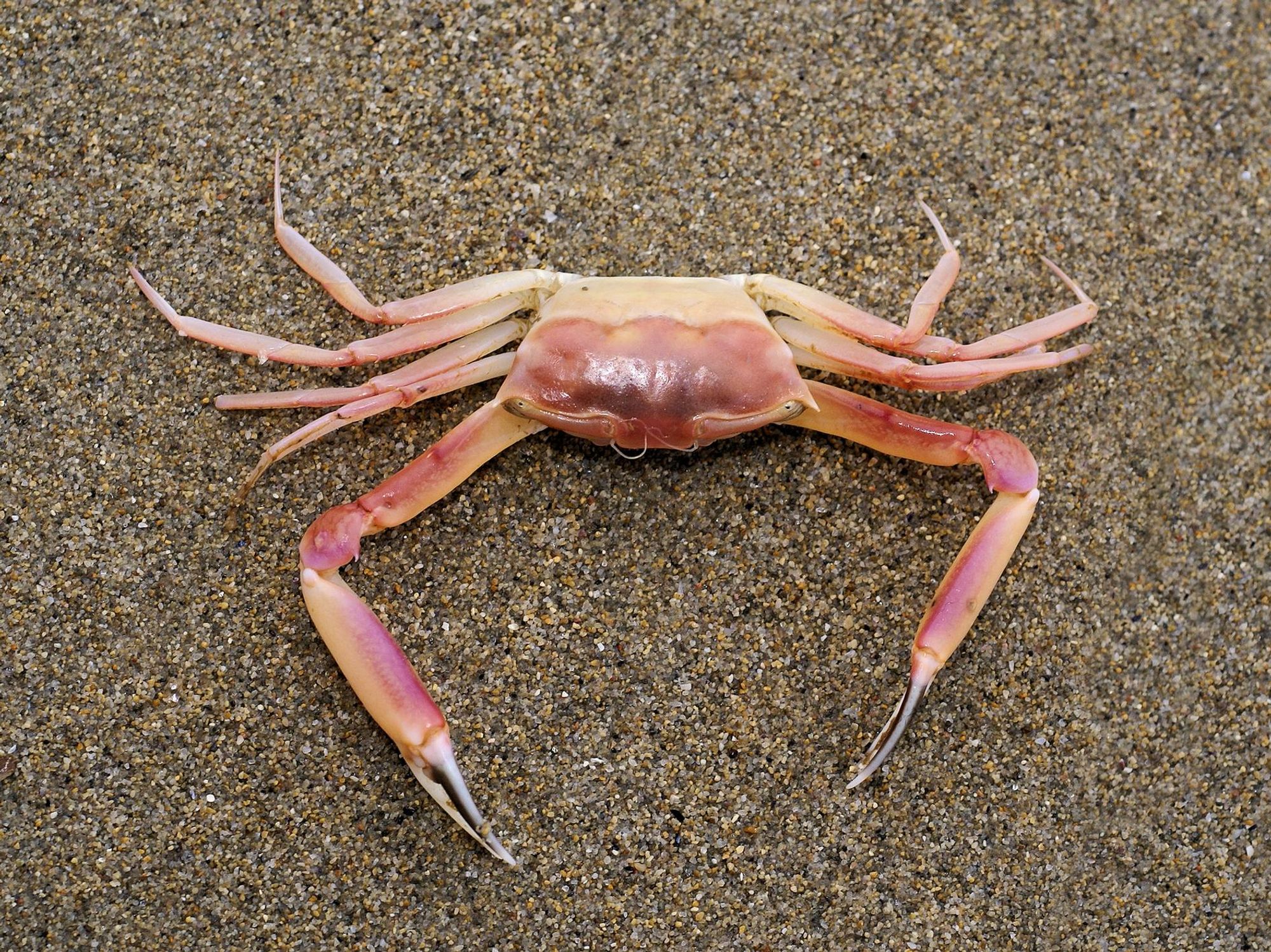 An angular crab (Goneplax rhomboides) on sand.