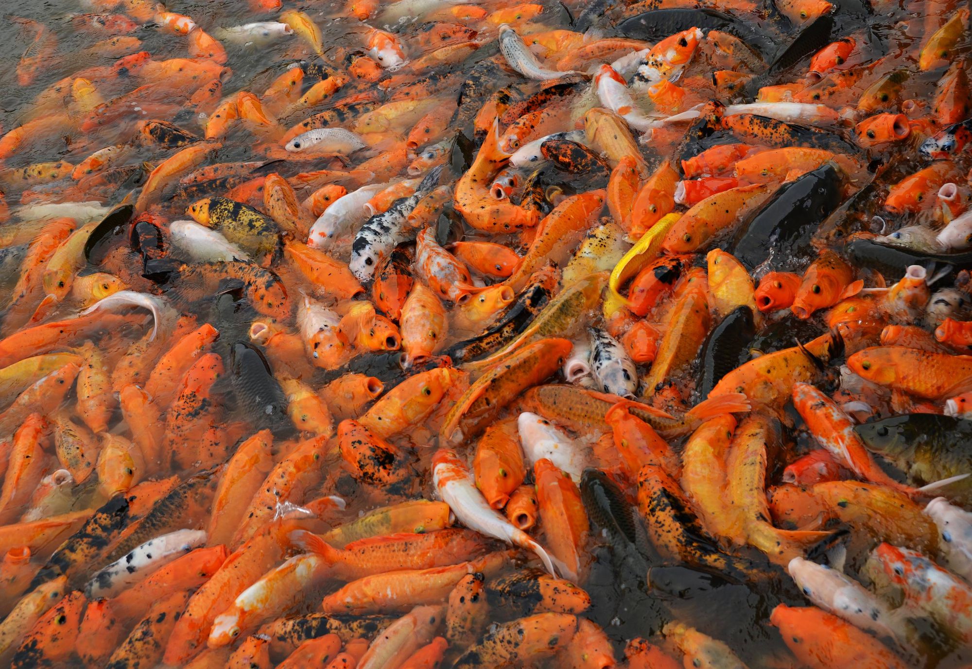 Koi (Cyprinus rubrofuscus var. koi) feeding at Qingxiu Mountain, Nanning, China.