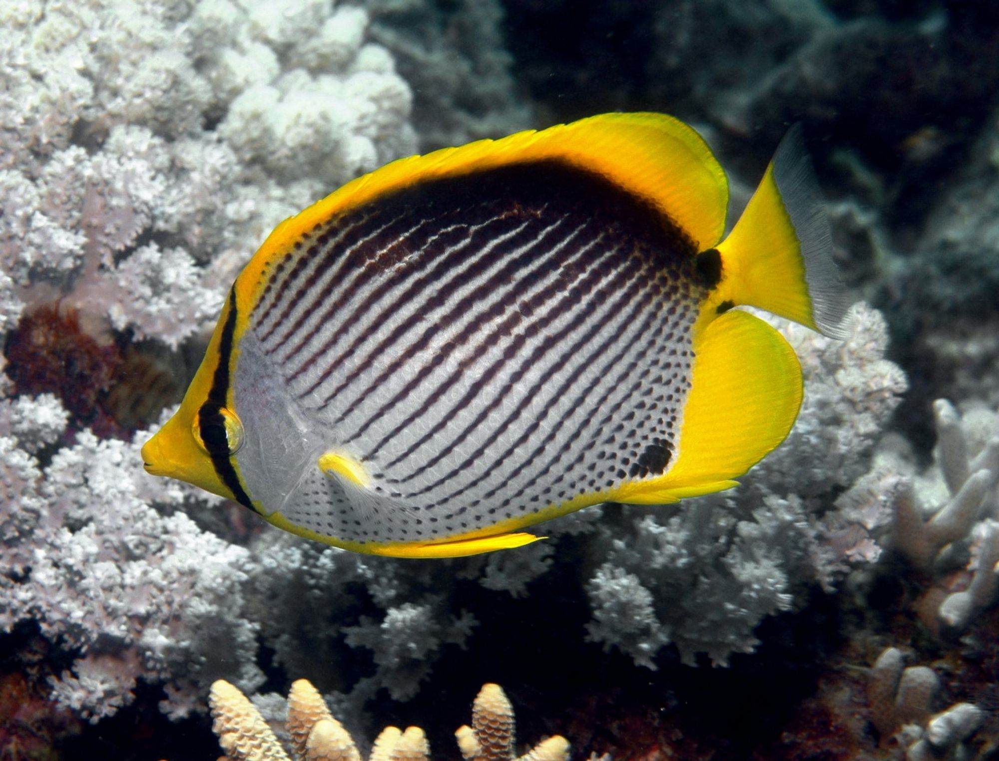 A blackback butterflyfish (Chaetodon melannotus) in the Great Barrier Reef.