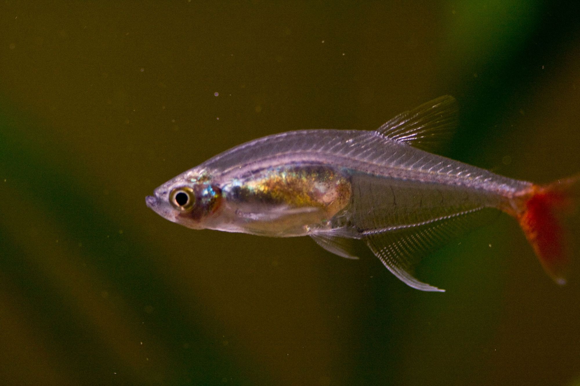 A glass bloodfin tetra (Prionobrama filigera).