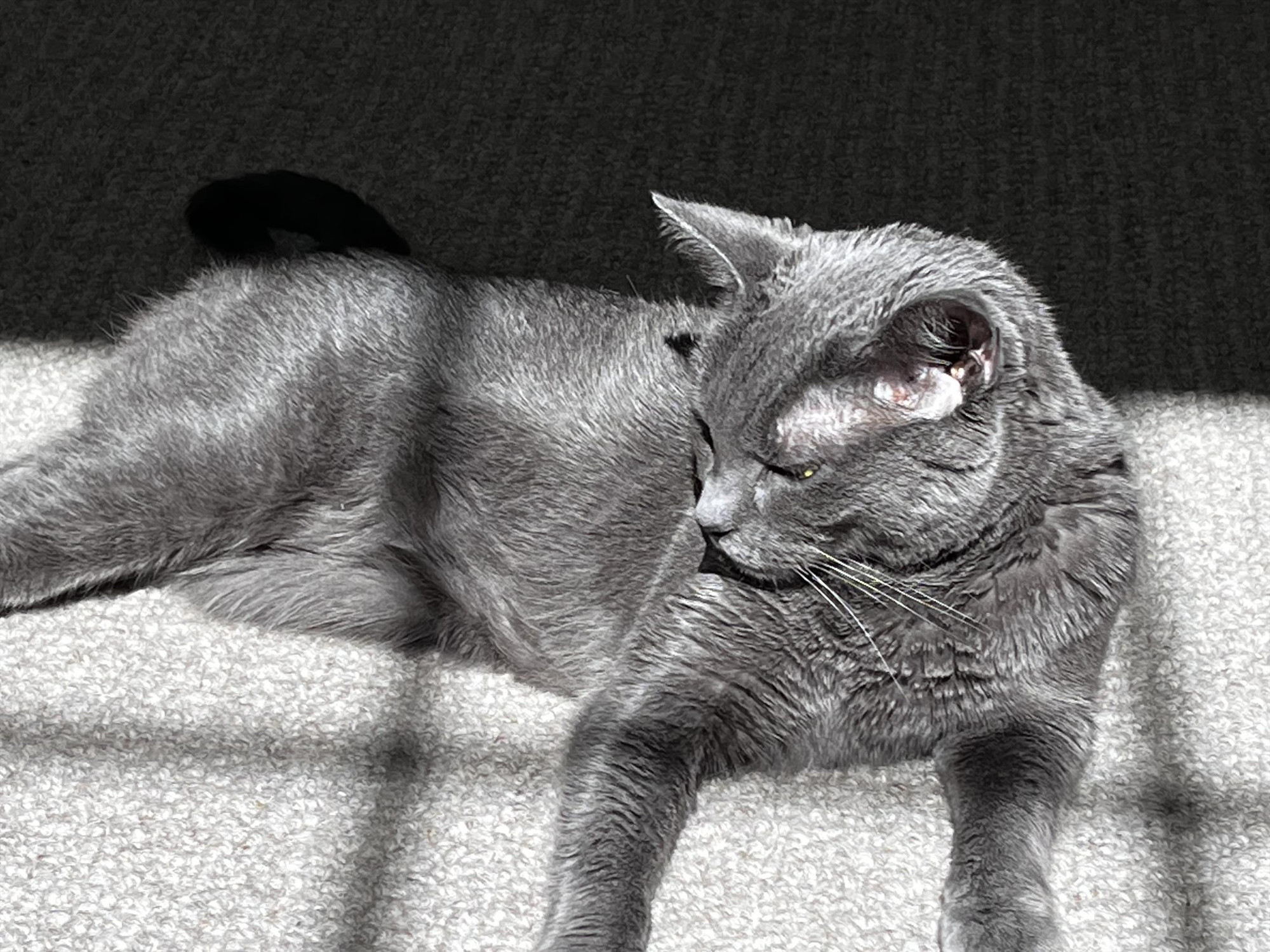 Zoë in sunshine - Russian Blue cat