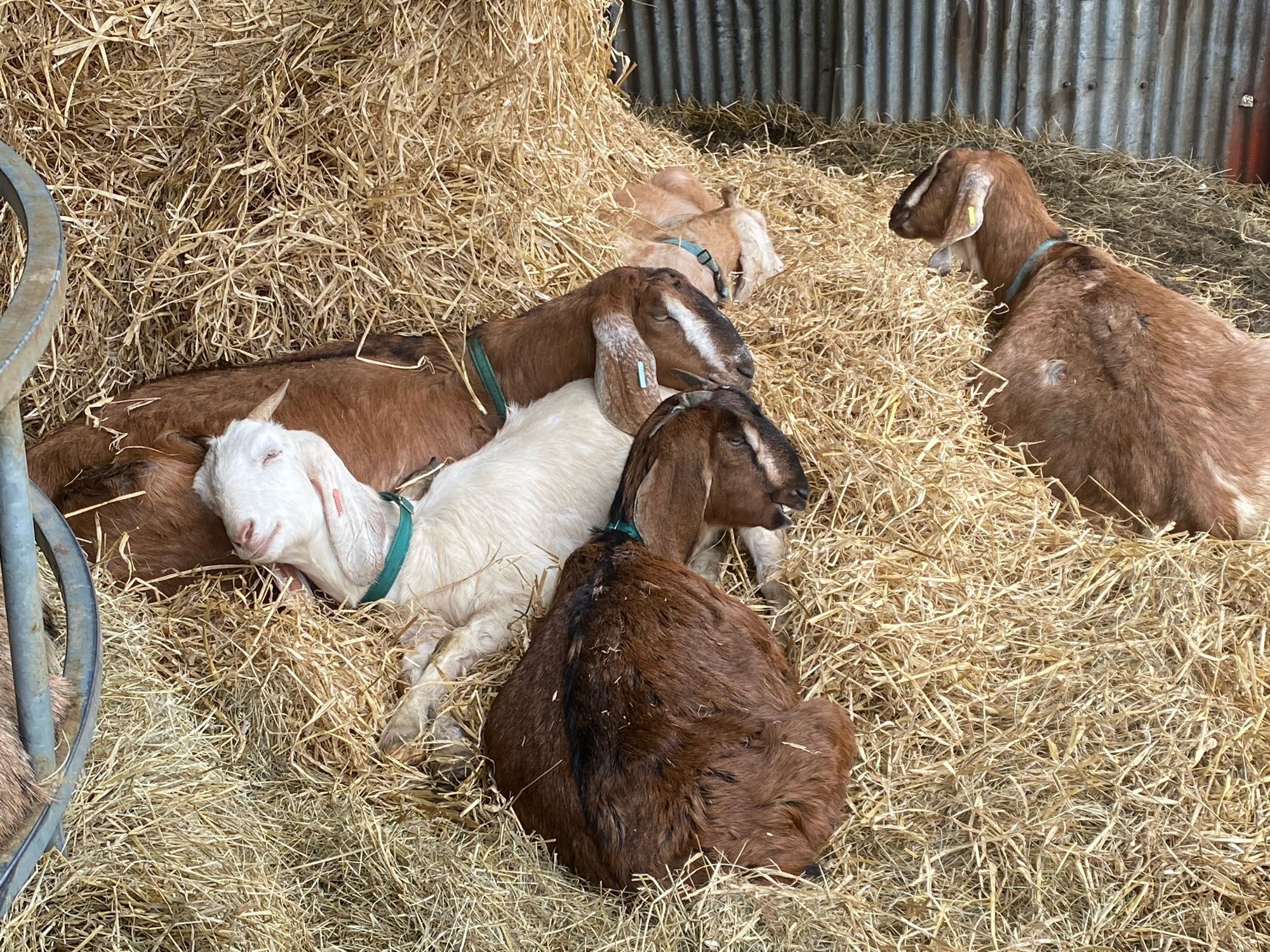 Five sleepy Anglo Nubian goats loll around on straw, resting on each other.