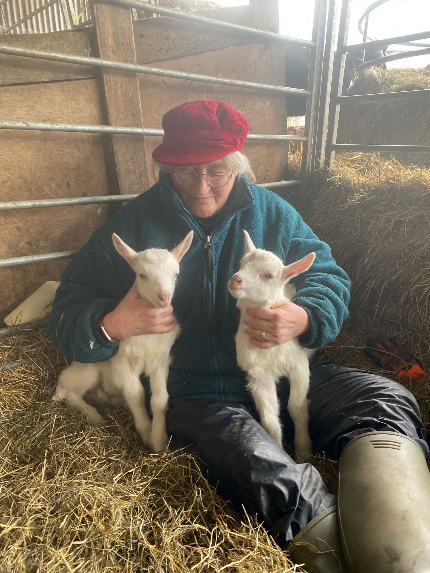 Two white goat kids sit happily on an old woman’s lap. She is wearing farming clothes.