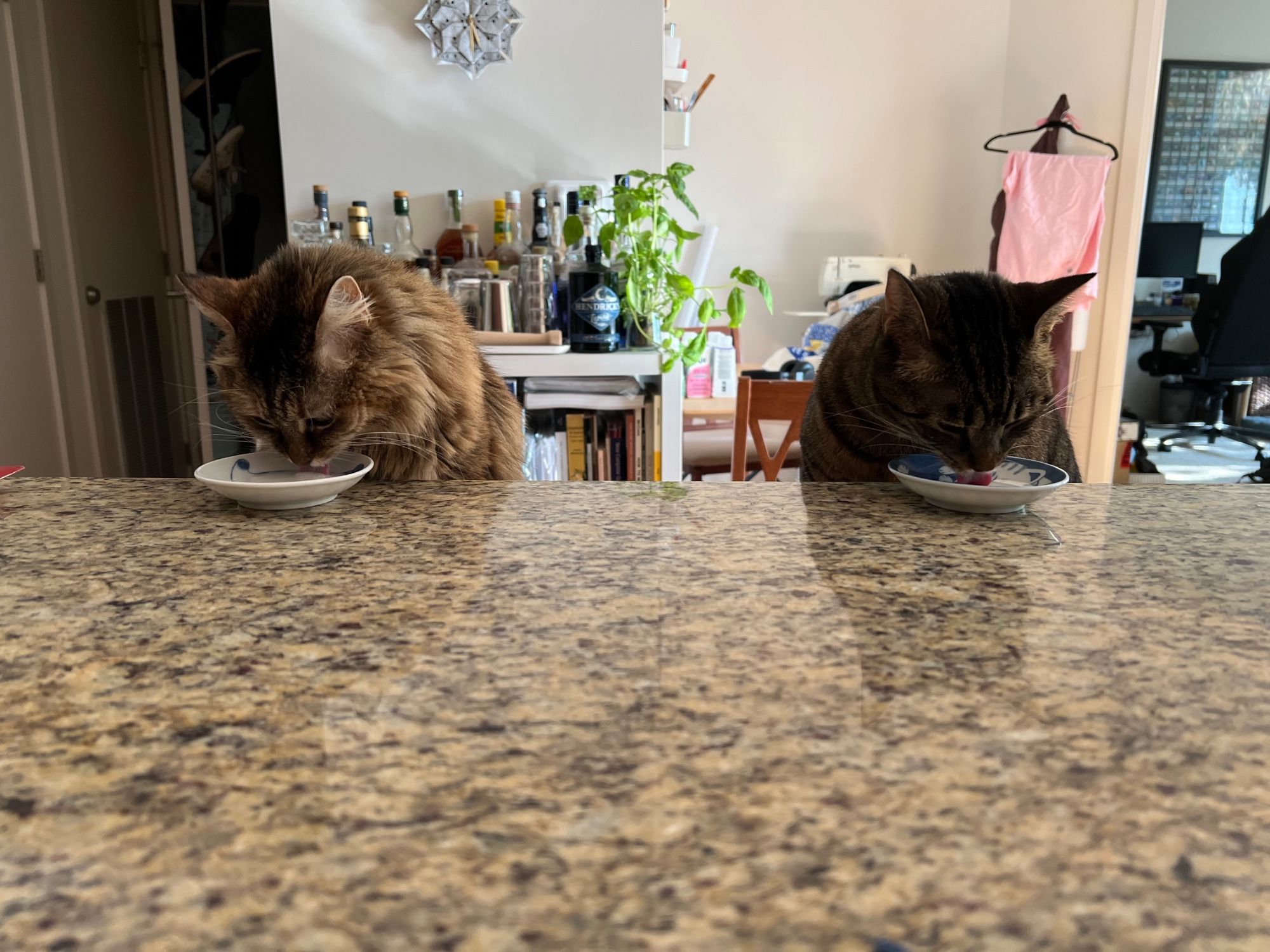 A fluffy tabby cat and a standard tabby cat sit licking small dishes at a granite kitchen island.