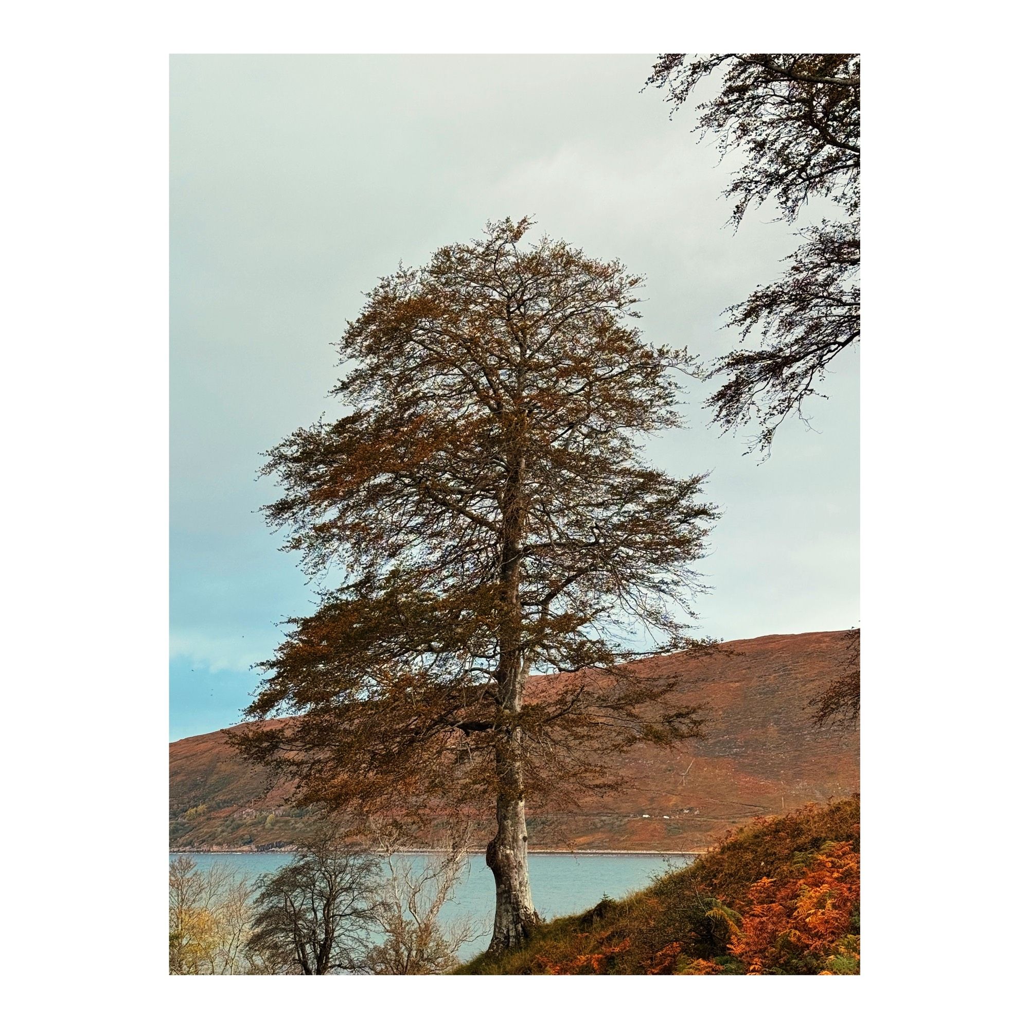 A tree by a loch 