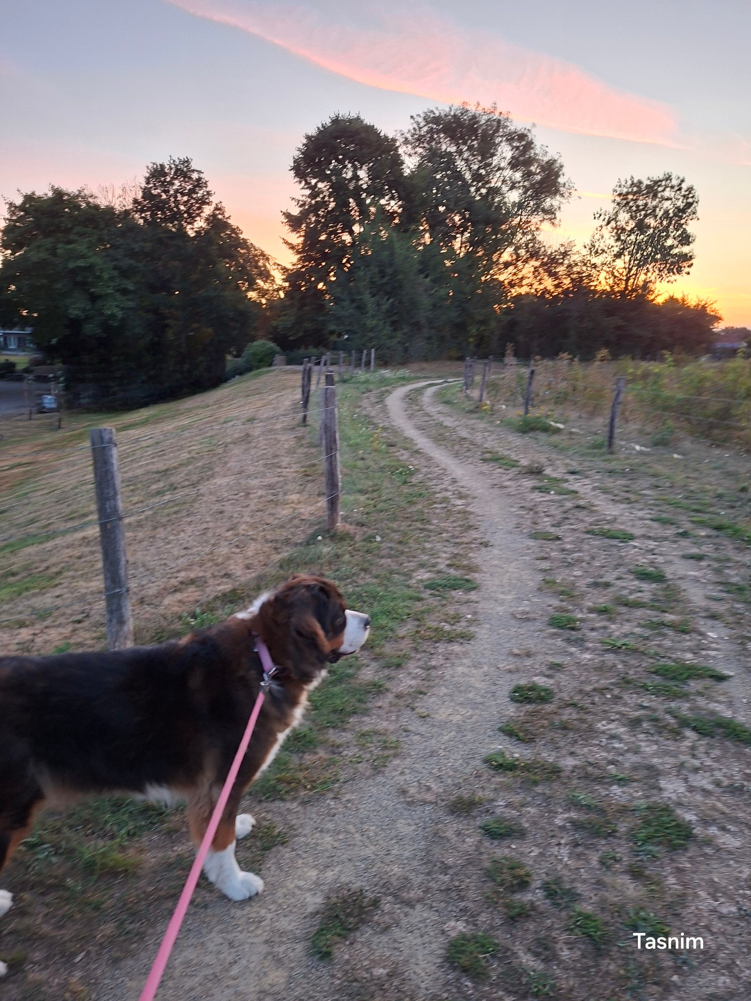 Pip sniffing for bunnies with beautiful colours in the background from the sun rising. 
Grass and ground are dry because it's been hot and dry