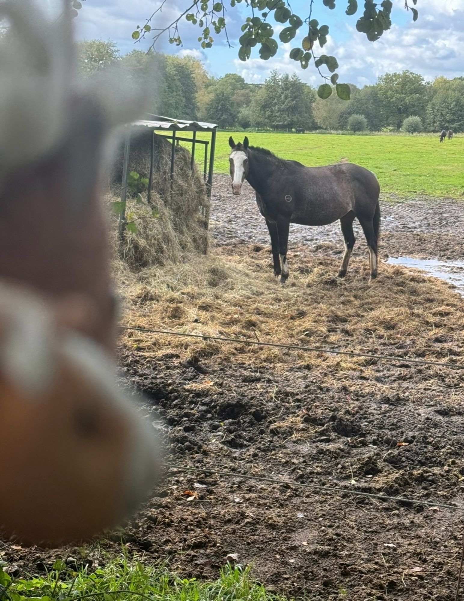 2 kleine Plüschponys schauen auf eine Heu-Raufe neben der ein echtes Grosspferd steht. Dieses schaut sie an.