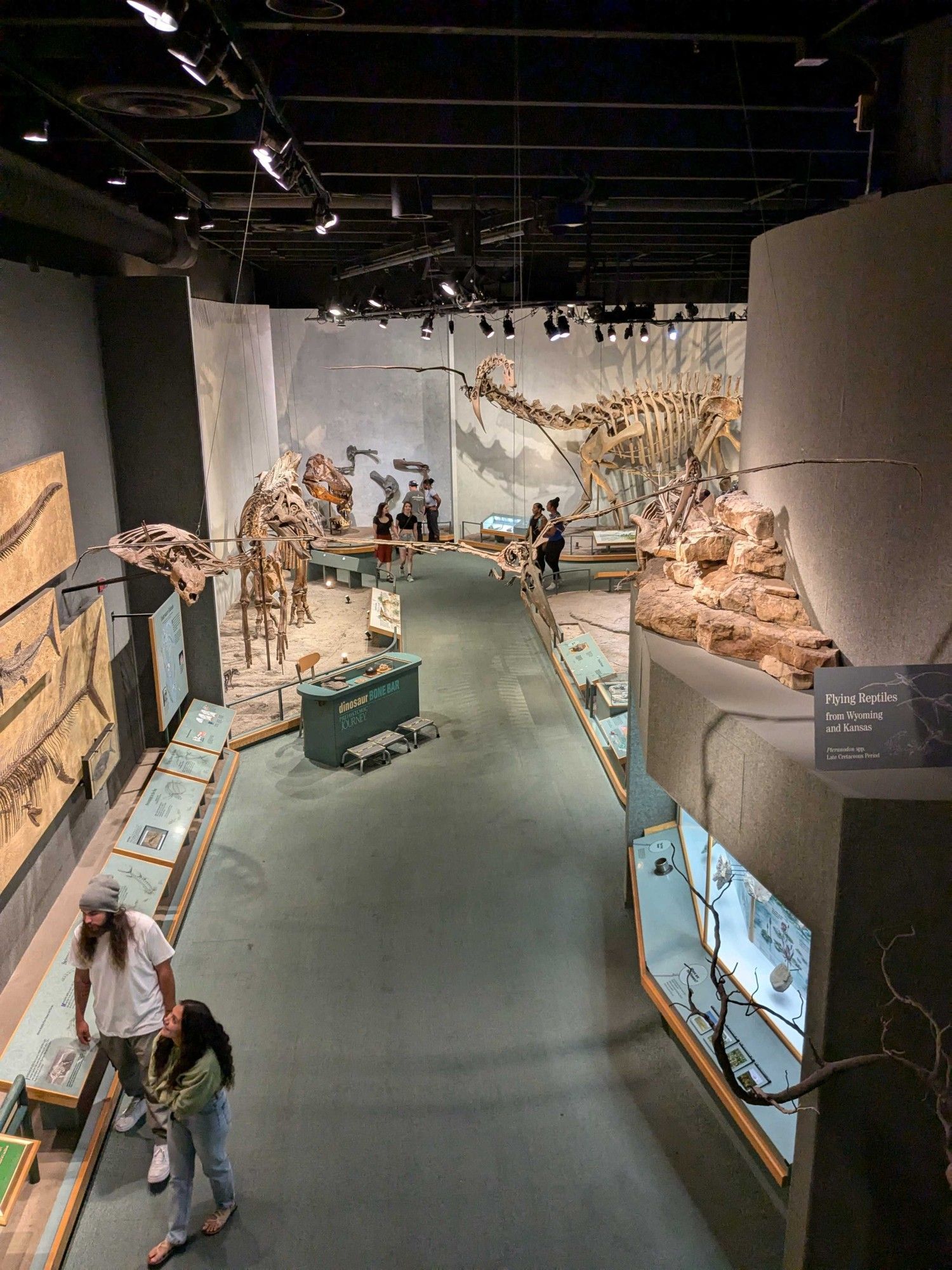 Wide shot of a dinosaur museum exhibit