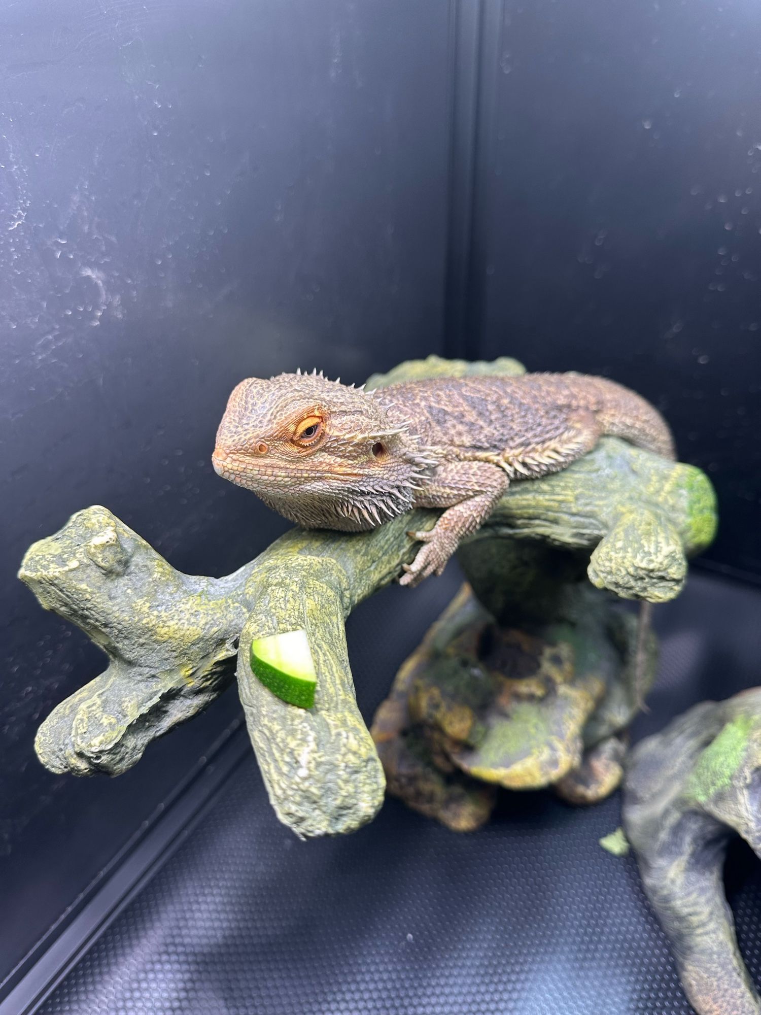 Bearded dragon laying on his faux wood branch. A piece of zucchini is just in front of him, but he looks skeptical.